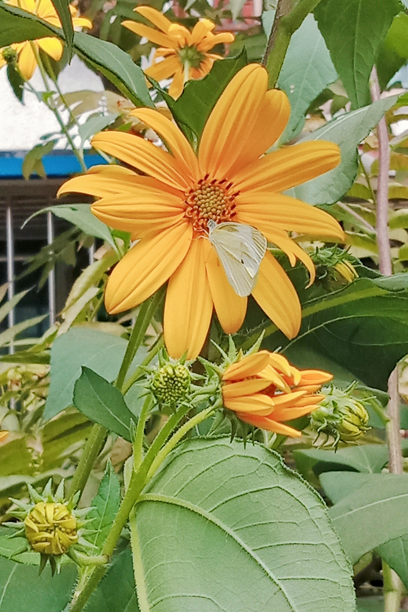 北京市朝阳区鬼子姜(菊芋)花开了