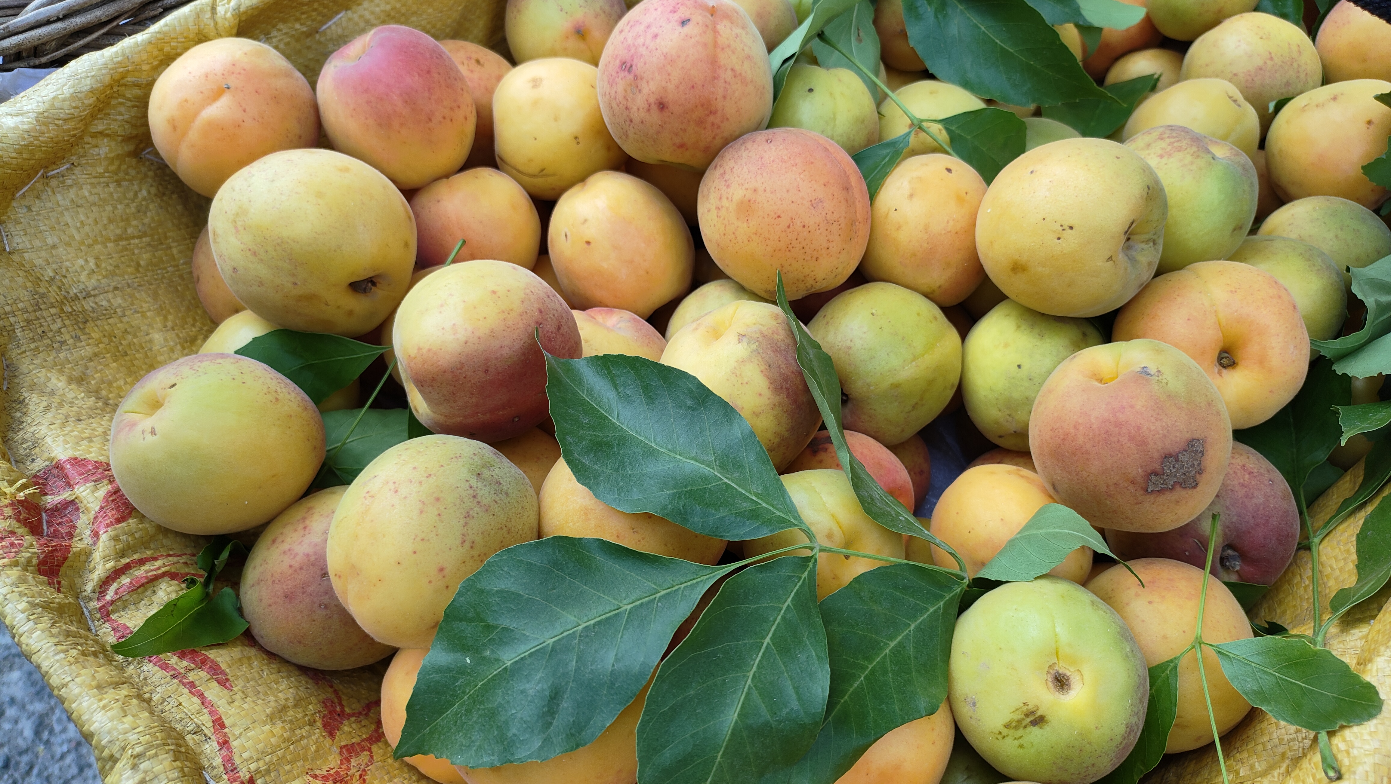 北京平谷桃,杏.