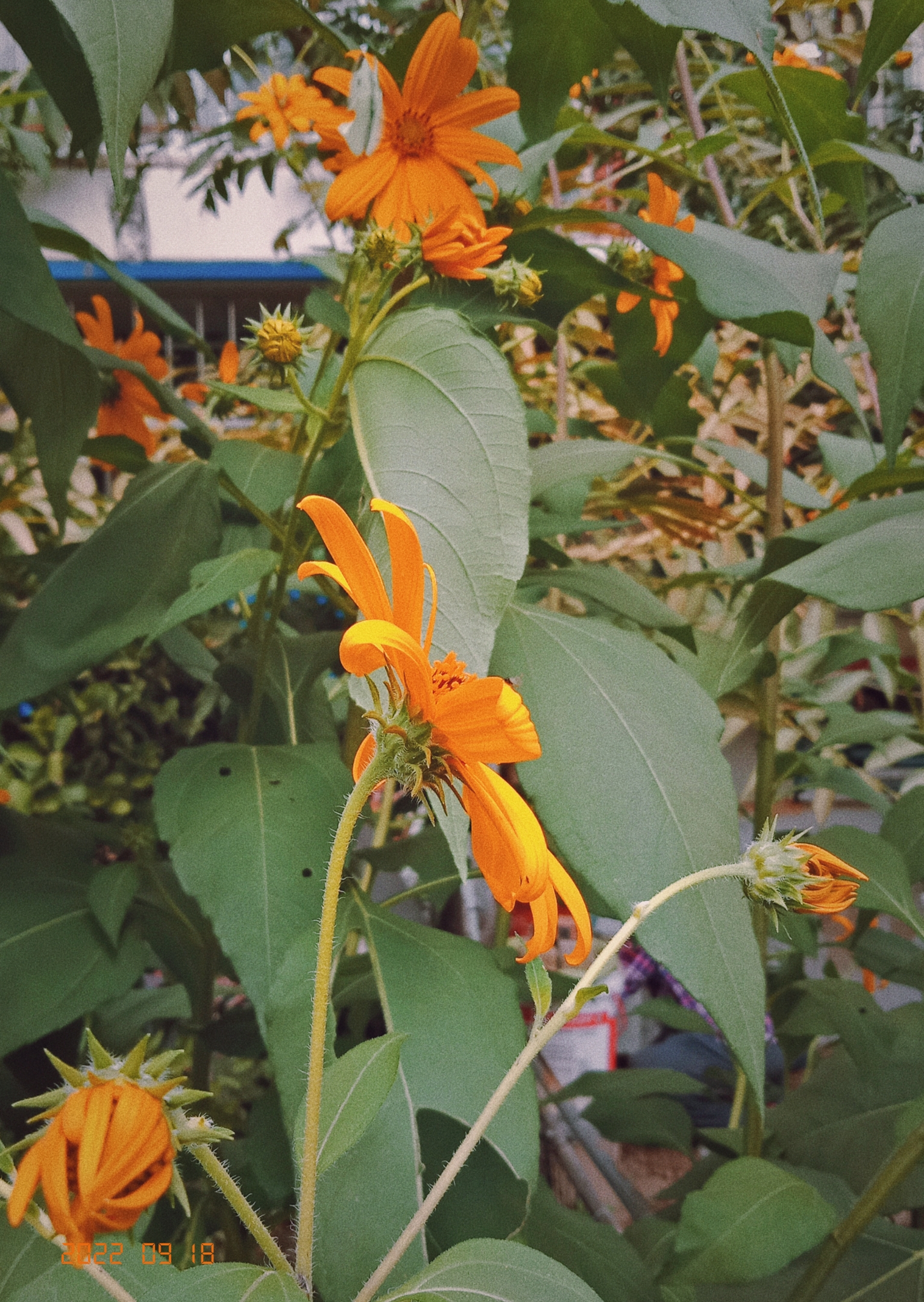 北京市朝阳区鬼子姜(菊芋)花开了