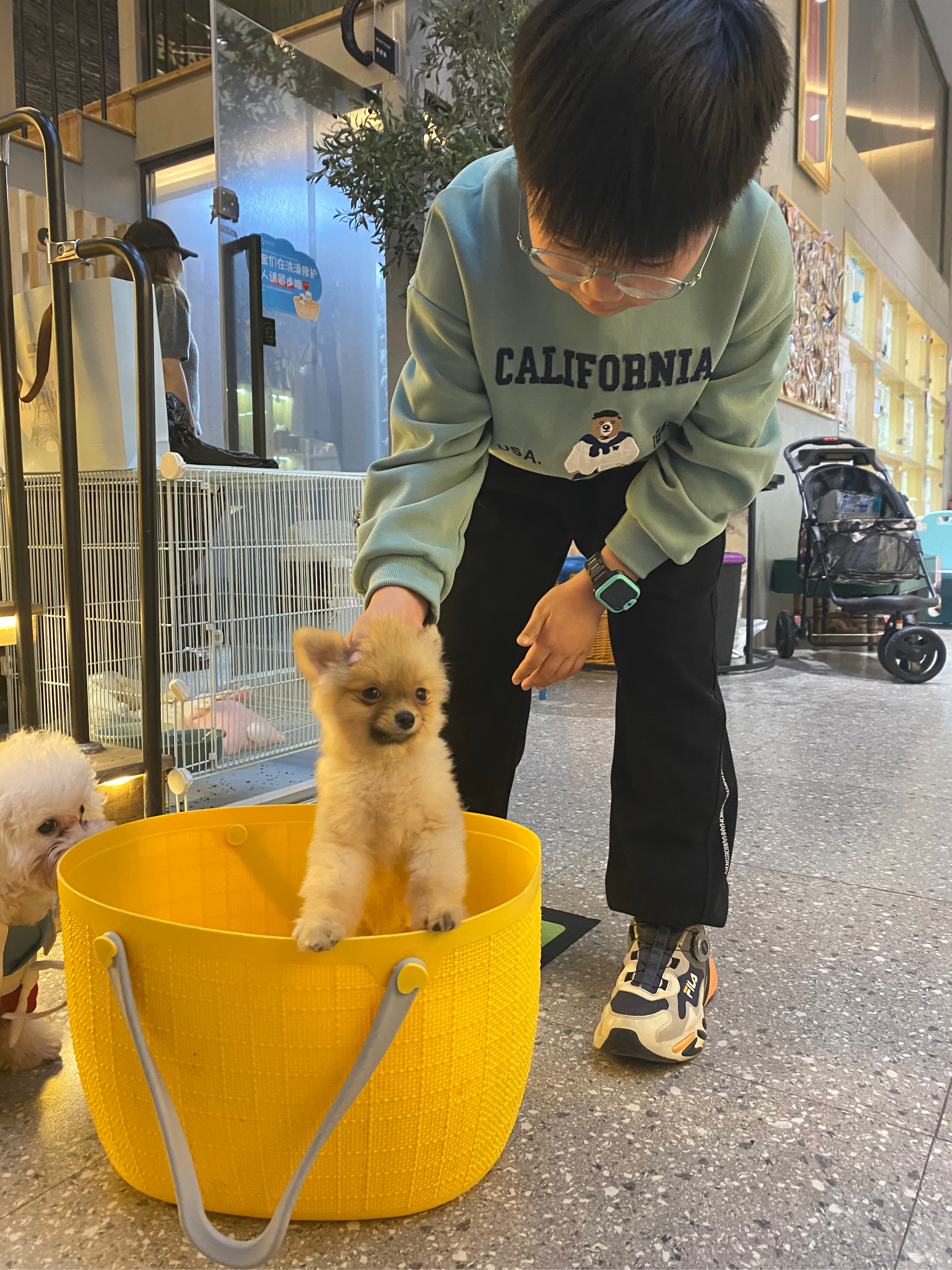 博美犬和主人合照图片