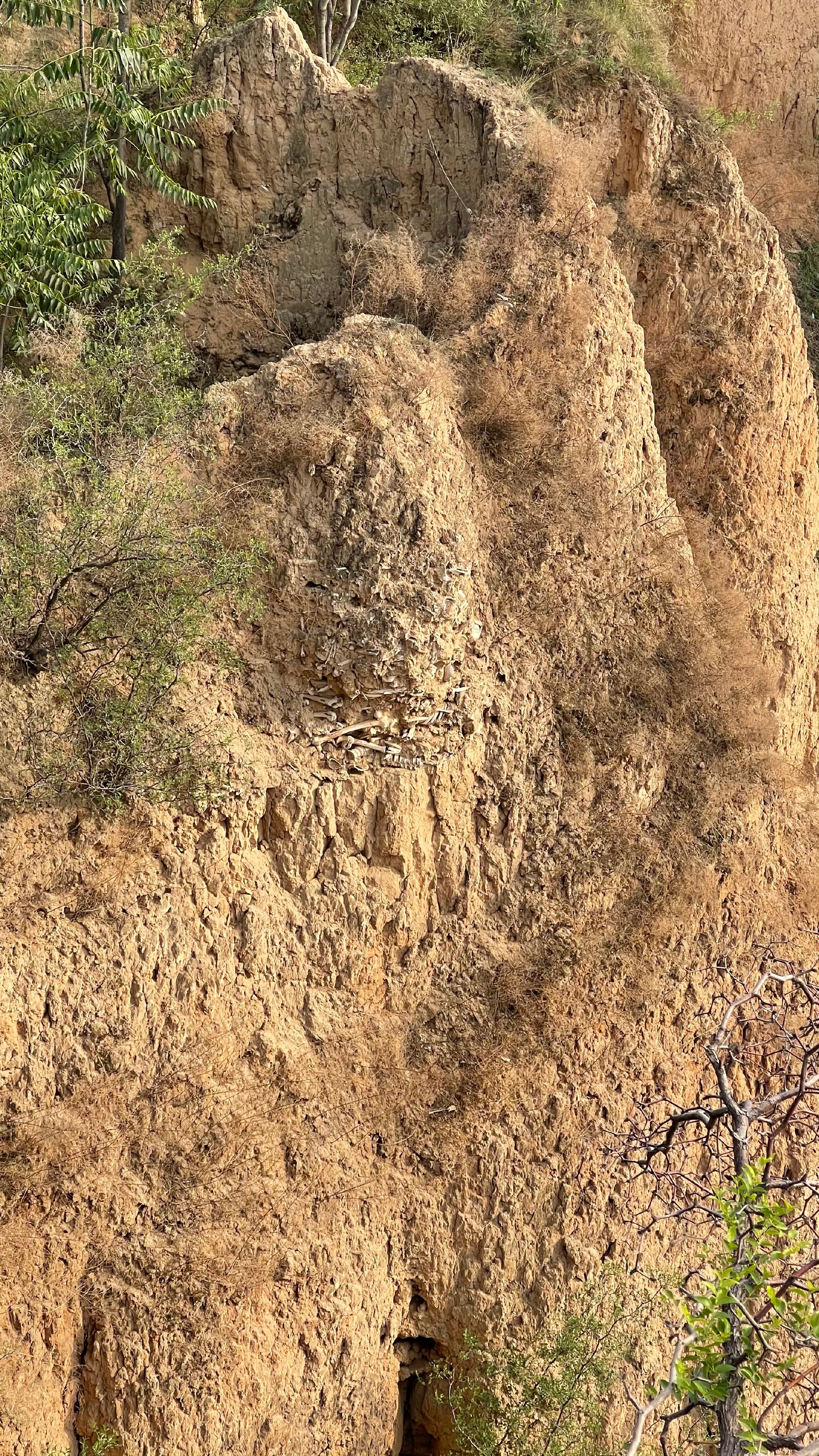 山西稷山县有处1000多年前的"万人坑",位于玉璧城遗址黄土断崖上,层