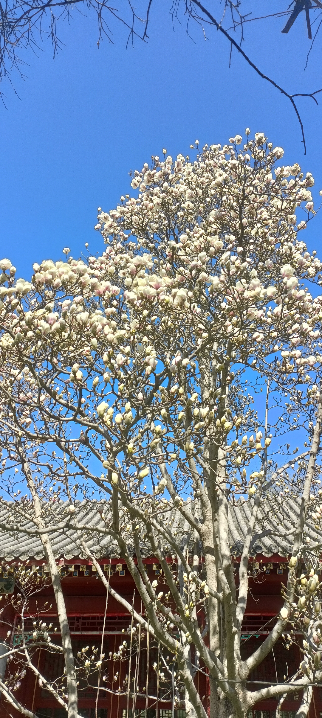 粉白色花的树图片