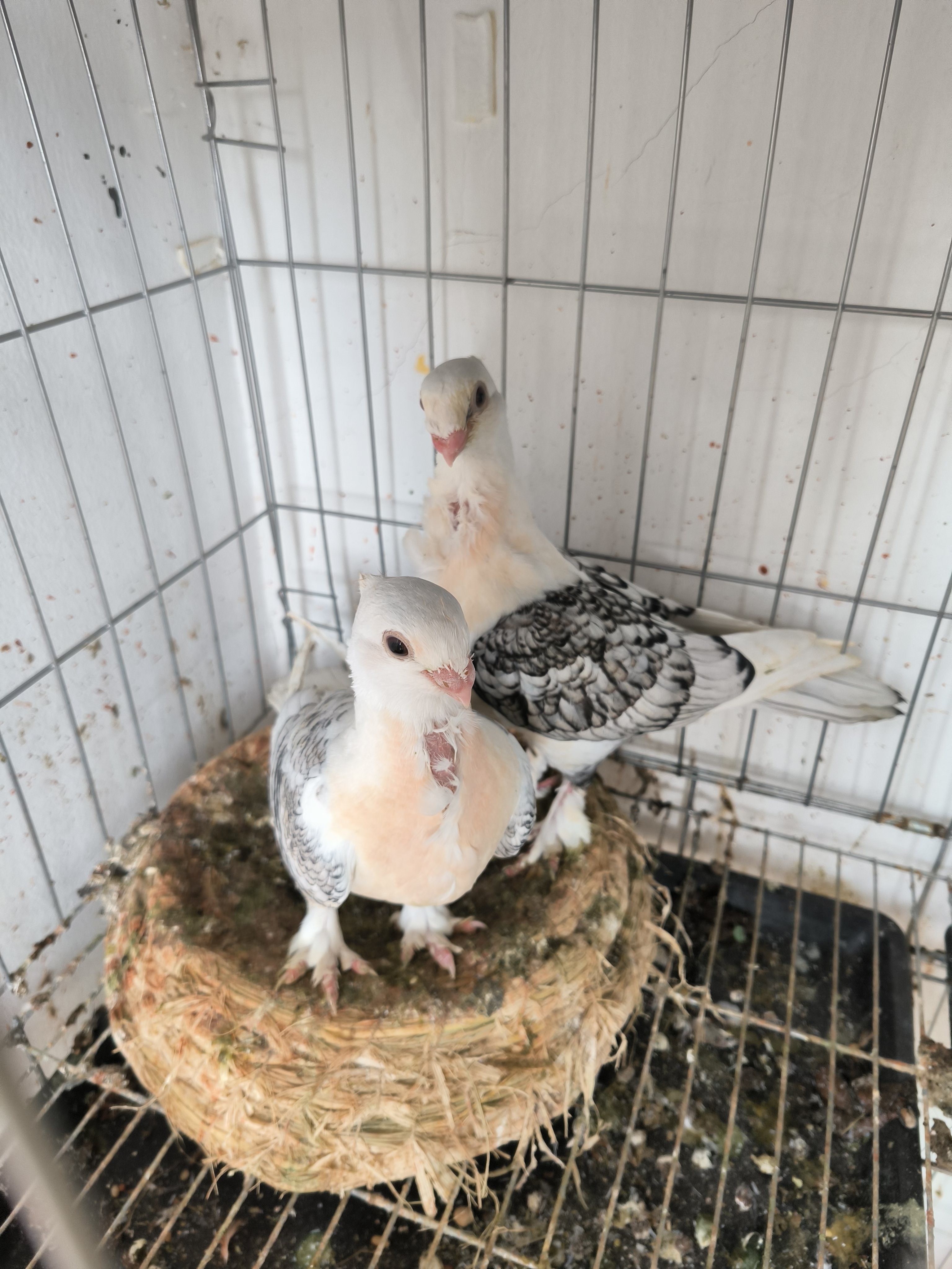 优雅又温顺淑女鸽,你喜欢吗?