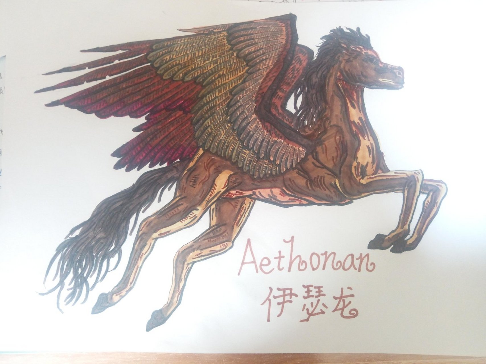aethonan伊瑟龙 一种栗色的常见飞马,比神符马小.