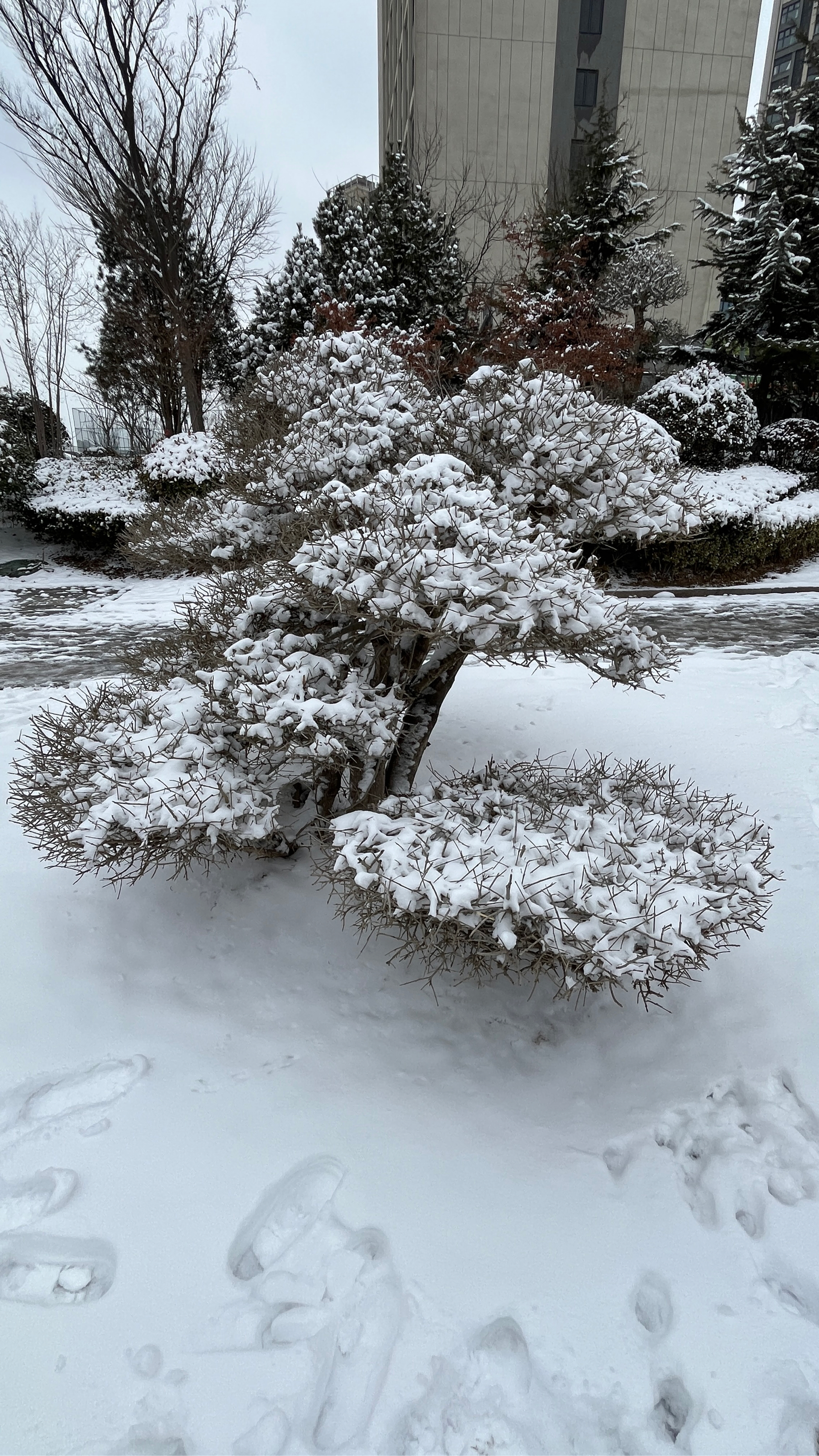 大雪纷飞瑞雪兆丰年图片