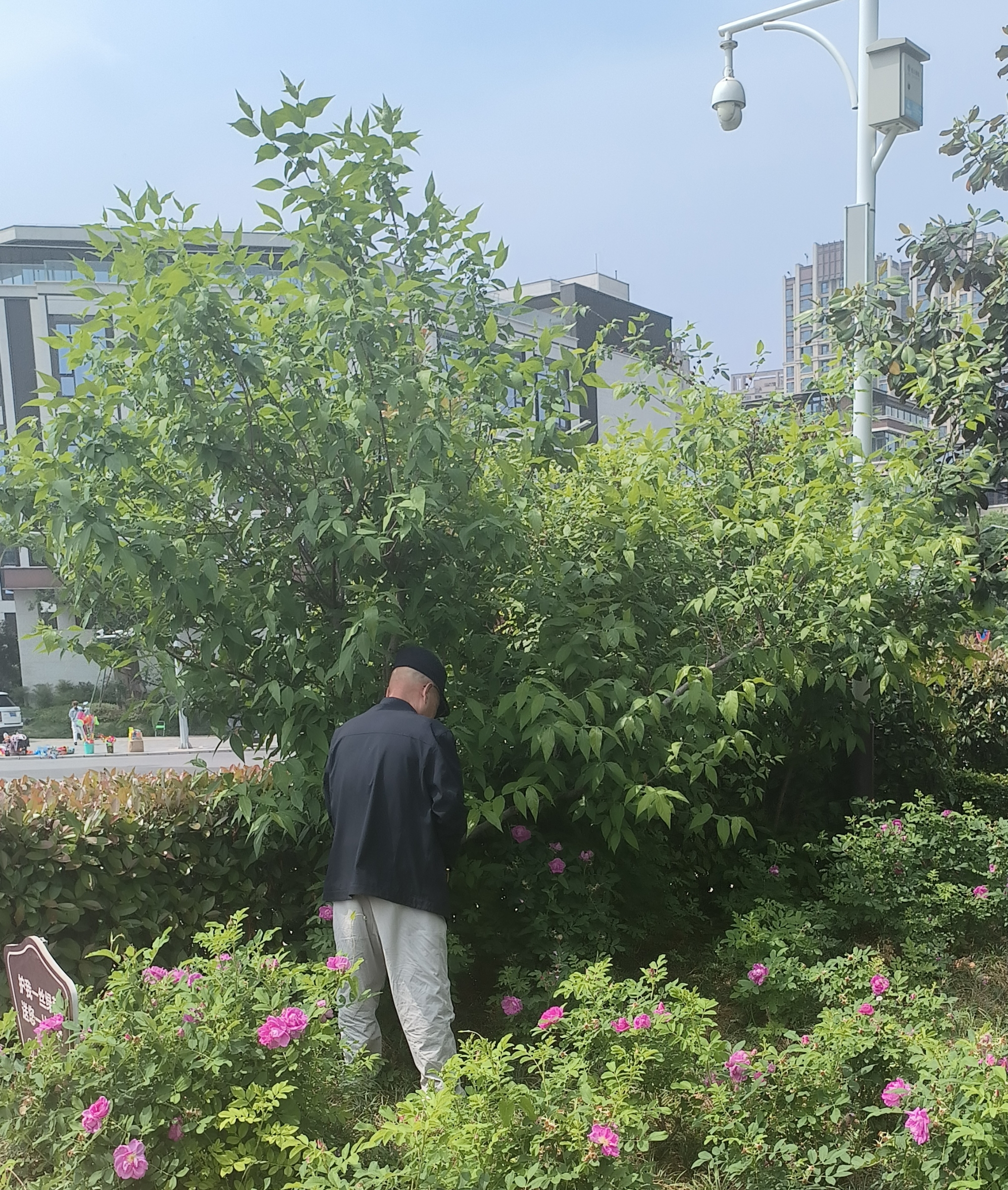 记录我的2024# #咸阳头条# #咸阳身边事# 五一劳节的两寺渡公园大