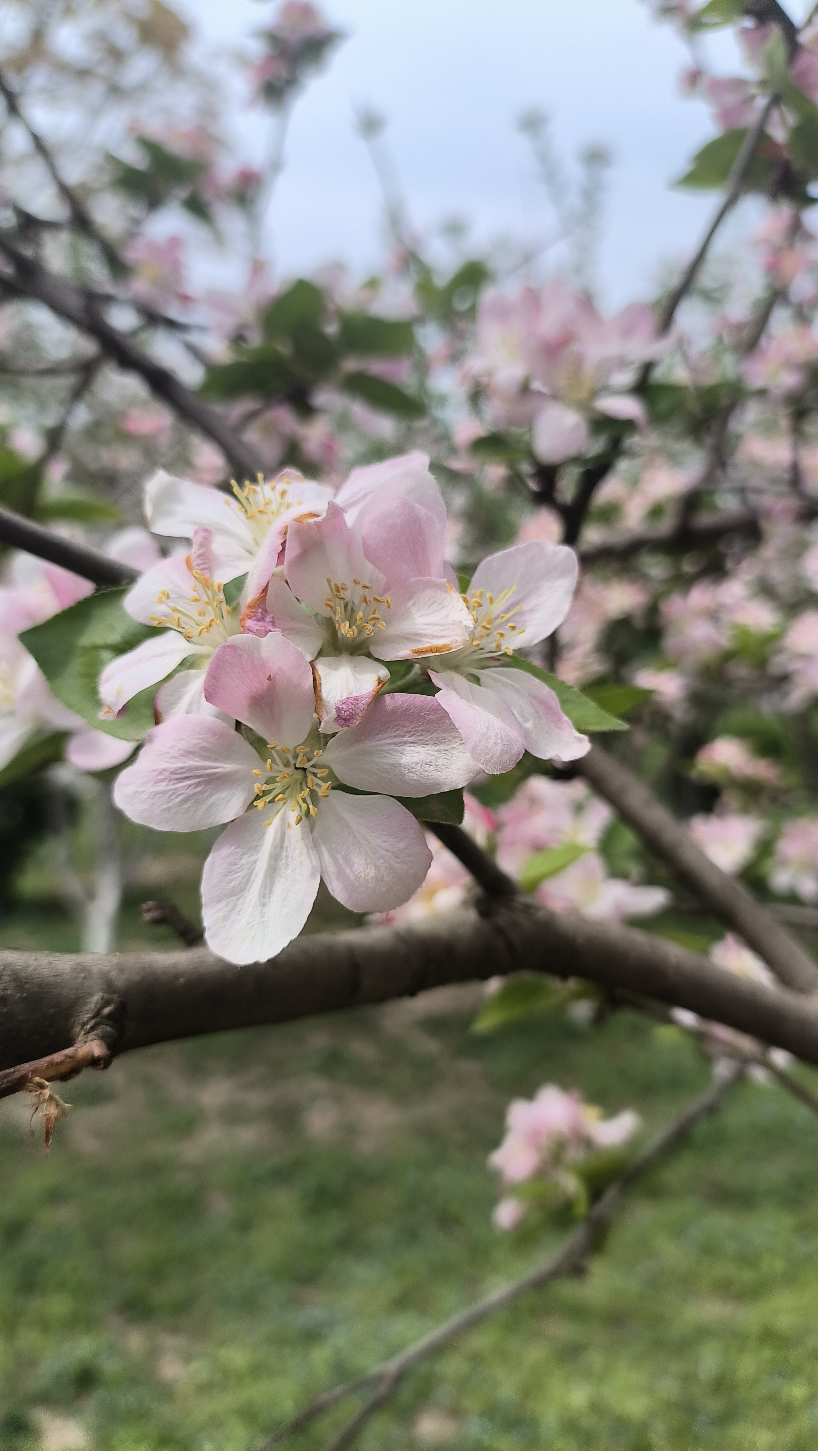 海棠花和苹果花的区别图片