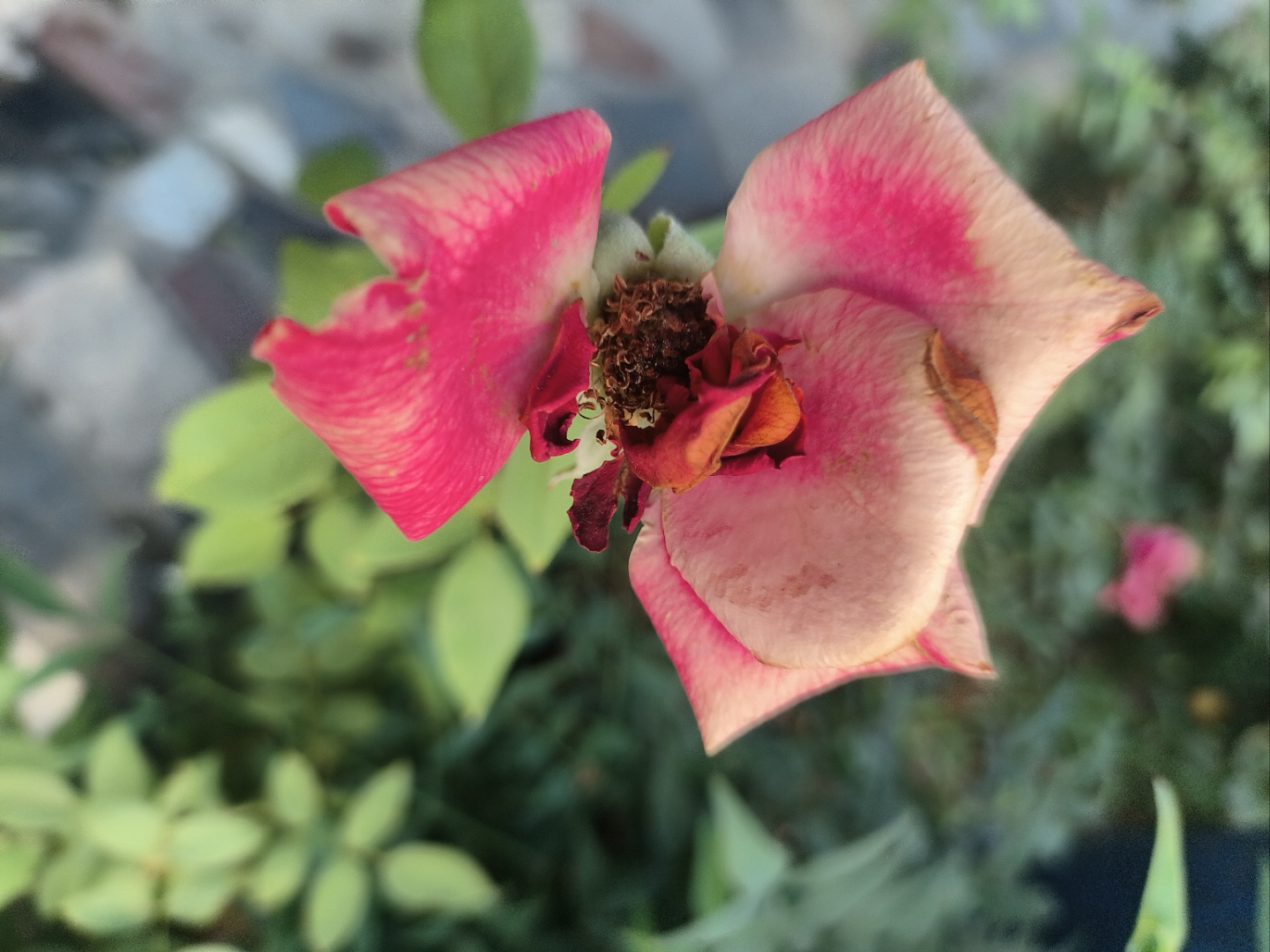 属于我们的夏天要来了# 花儿都萎缩了,红彤彤的漂亮月季花都要谢了!