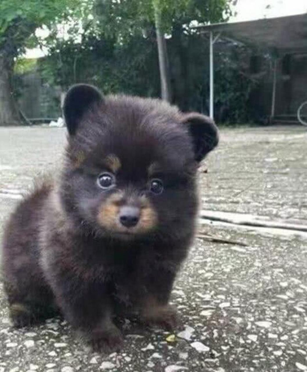 大家猜一猜,这是一只什么动物,太可爱了.