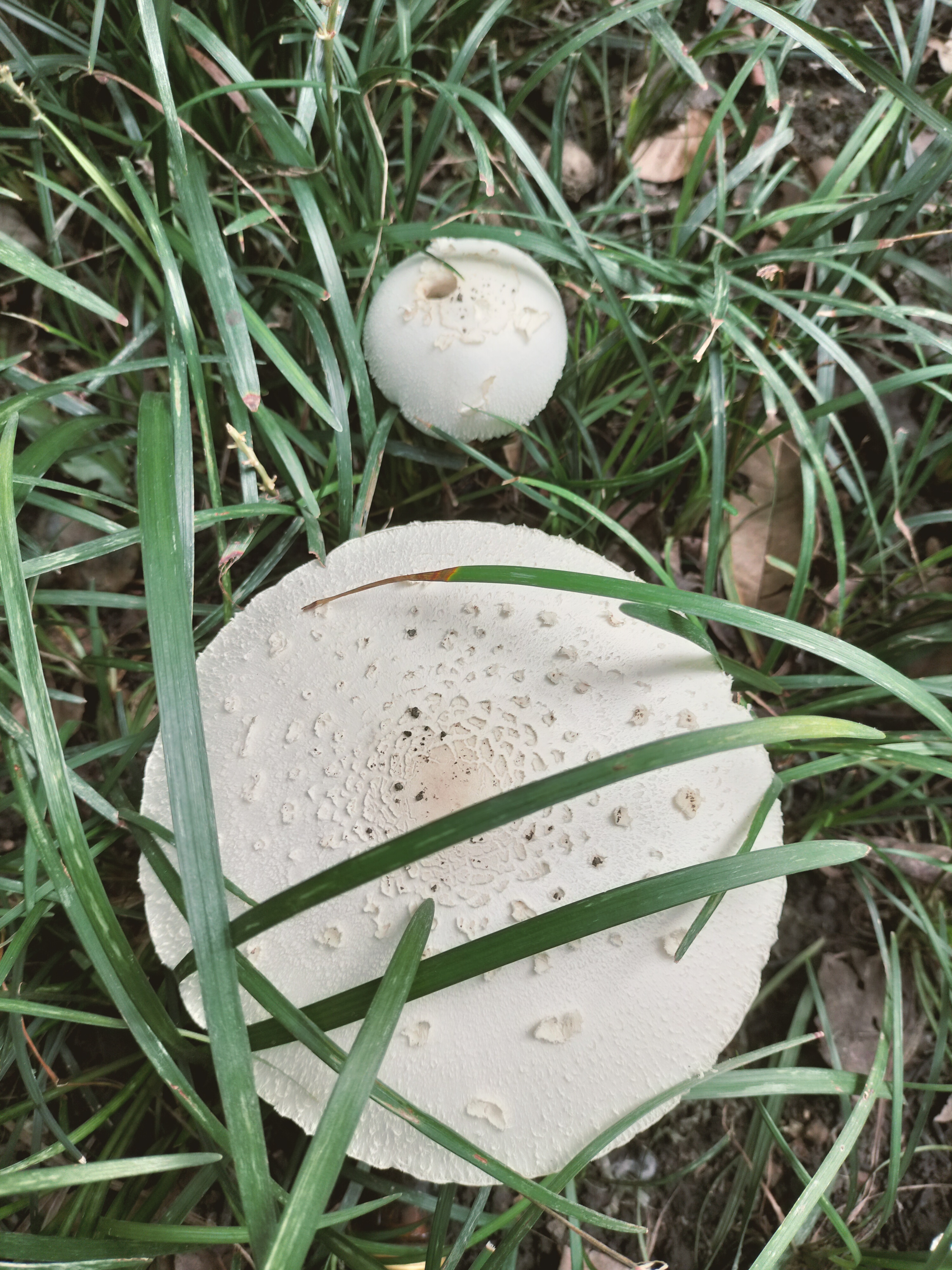 小区里发现的白色蘑菇,是有毒的吧