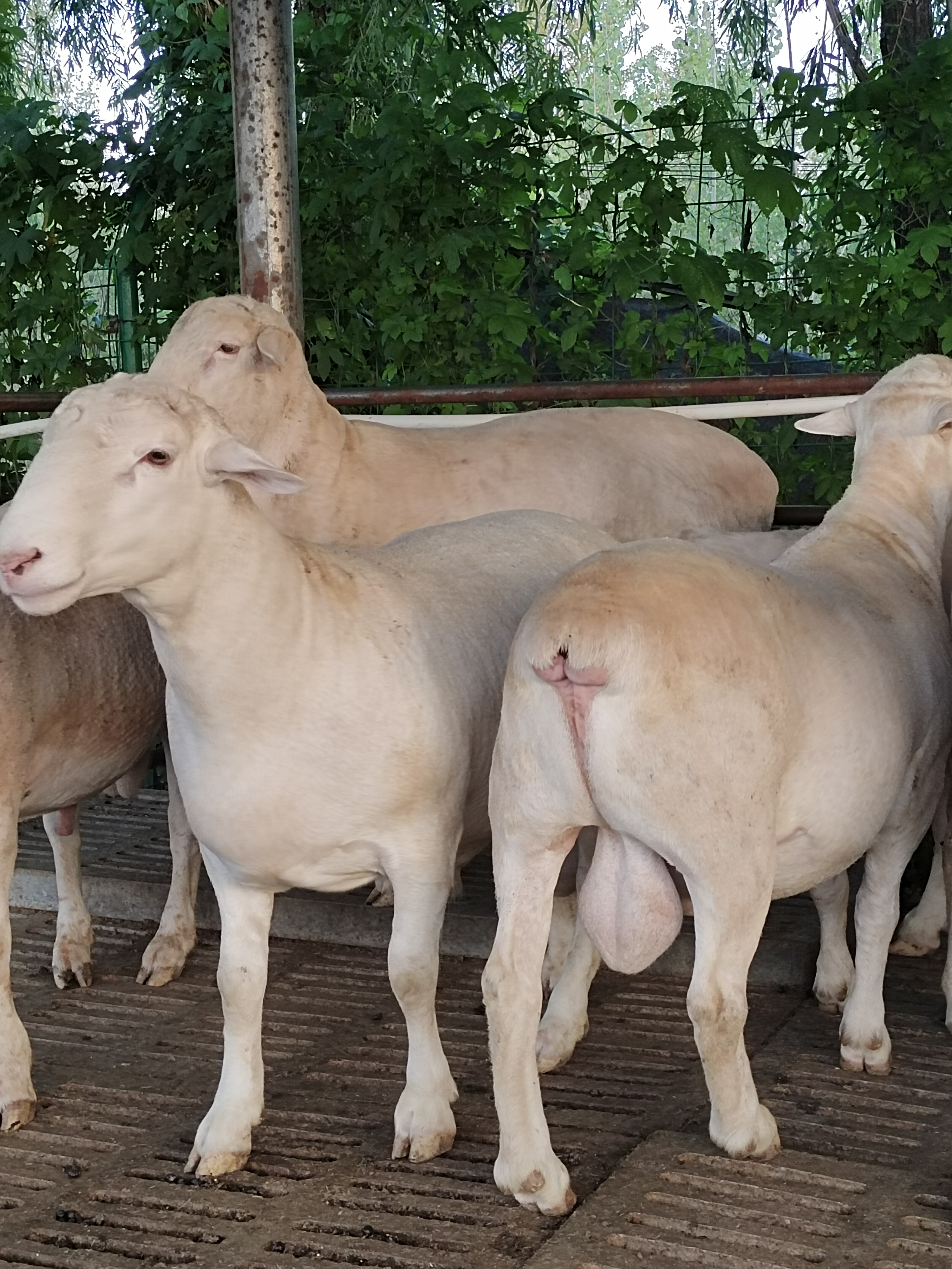 1,小尾寒羊 小尾寒羊是肉羊杂交改良的最佳母本,具有适应性强,耐此乔