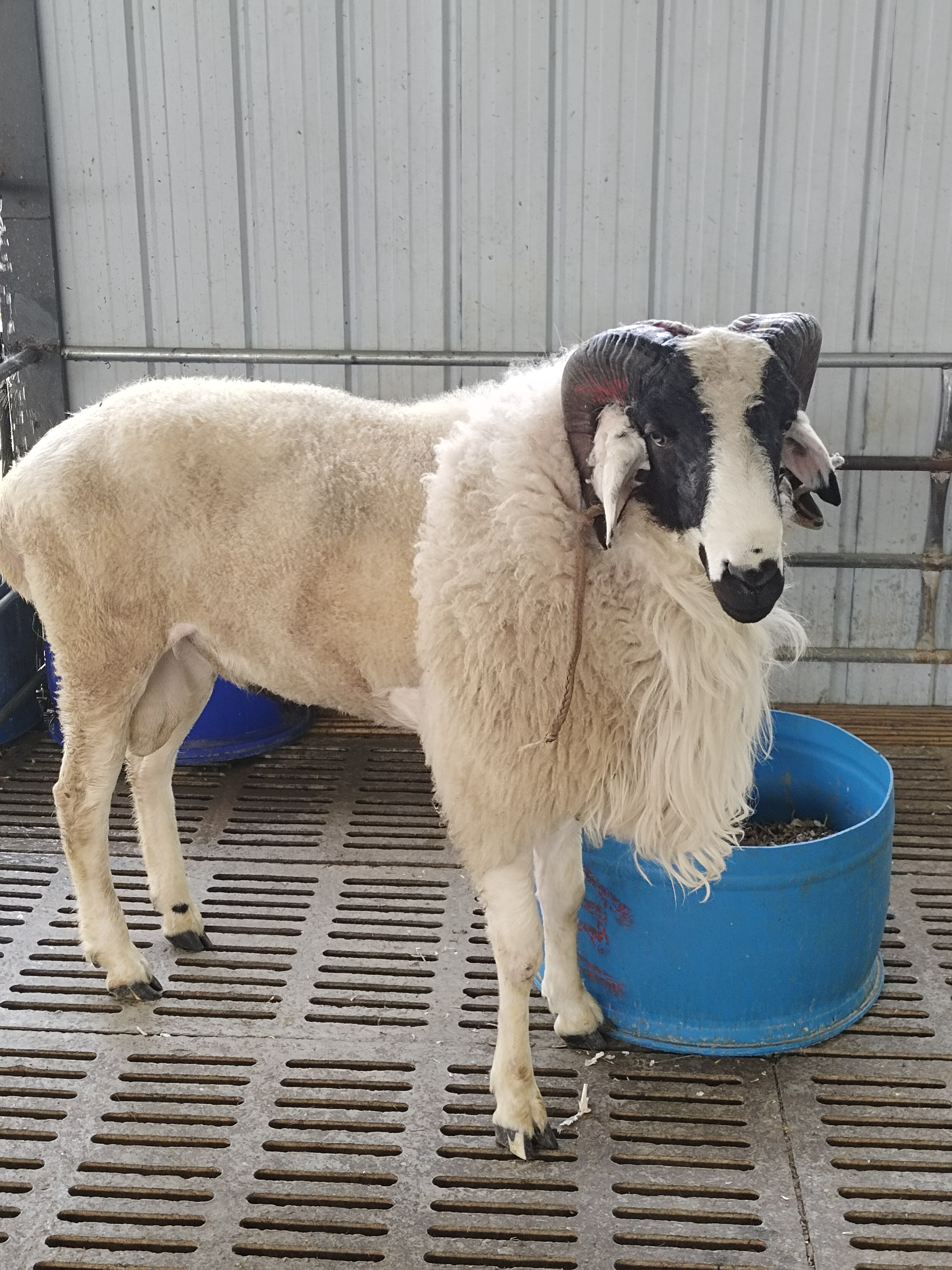 小尾寒羊  小尾寒羊具有适应性强,耐粗饲,繁殖率旺盛等特点,一年2年3