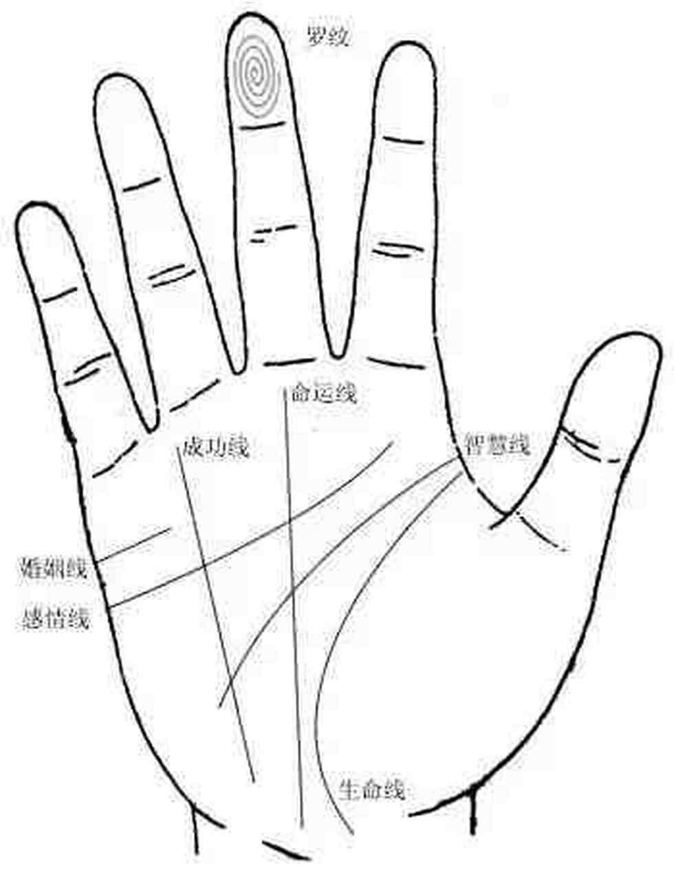 手纹的理解(川字掌) 川字掌的由来是因手纹在手心中形成一个川字,生命