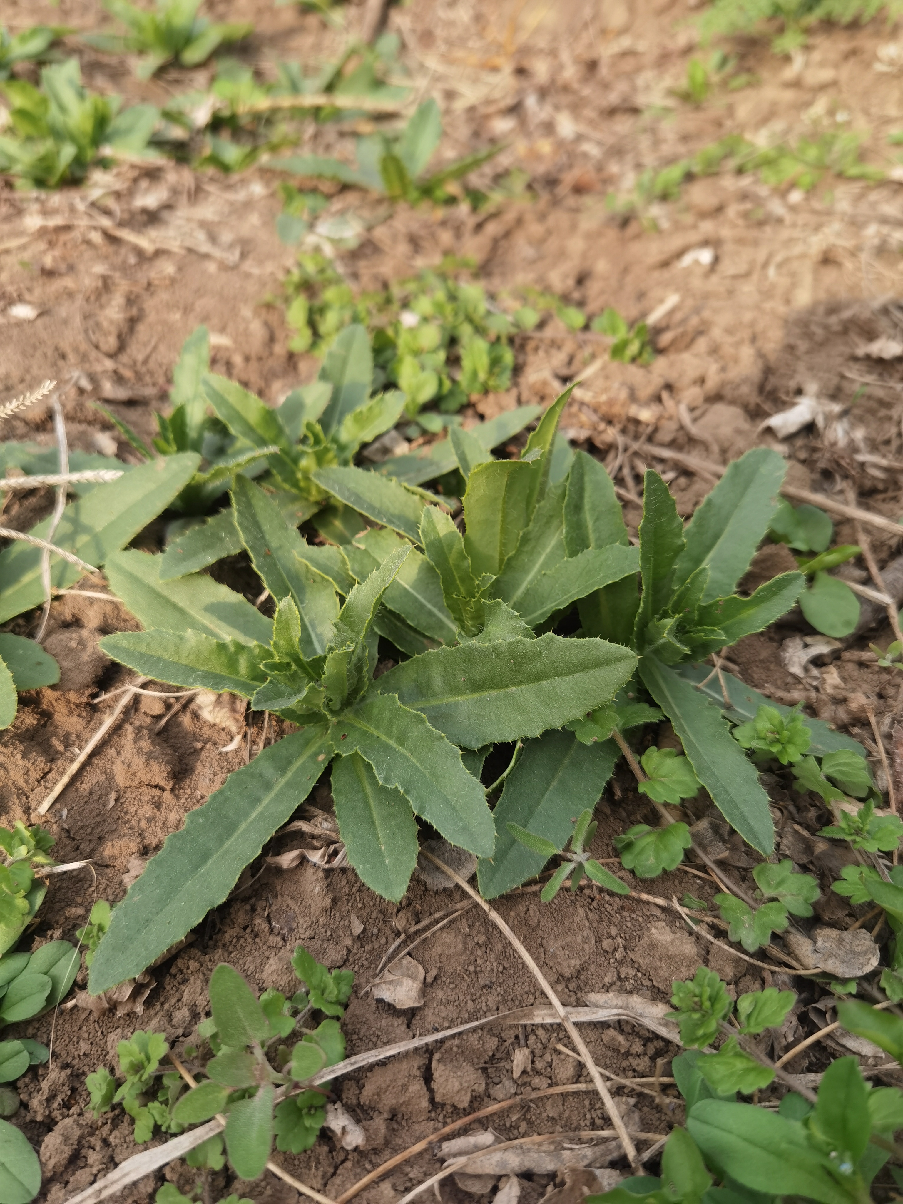 溜溜嘴野菜学名图片