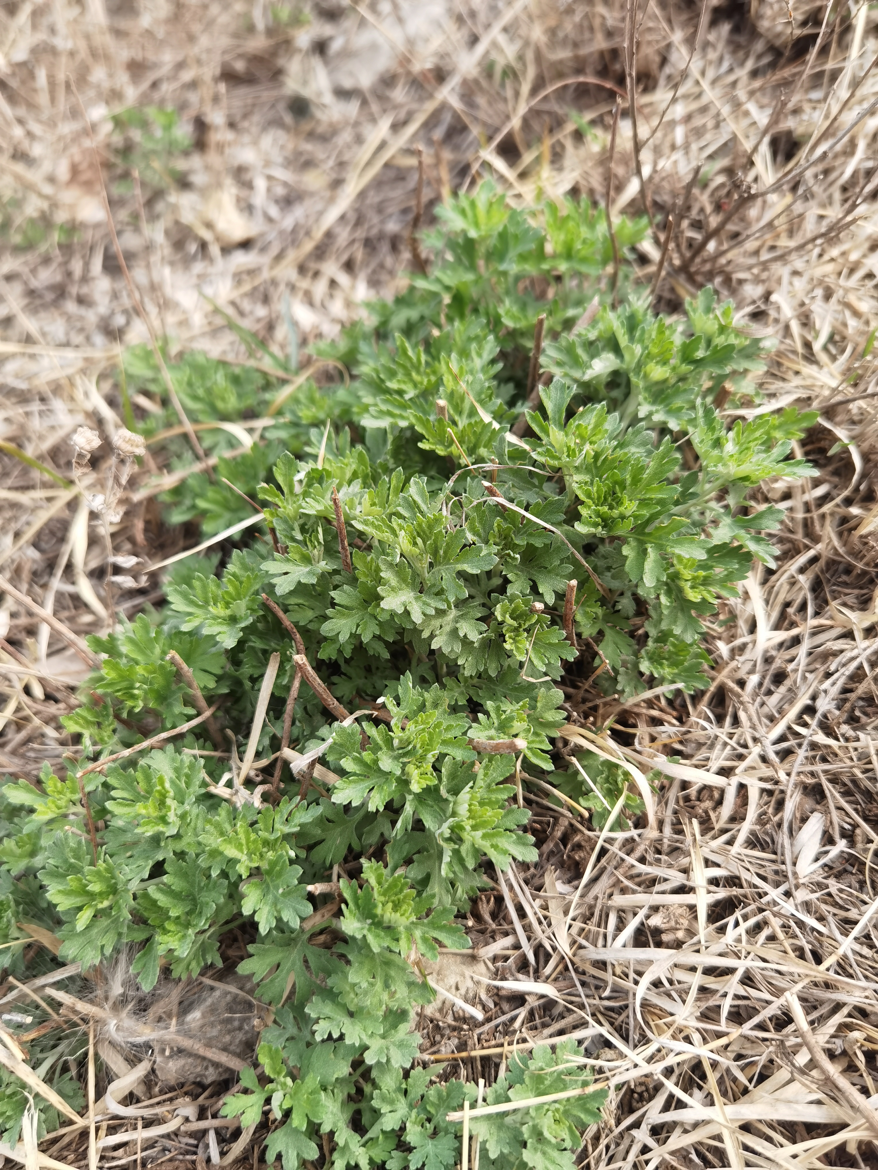 溜溜嘴野菜学名图片