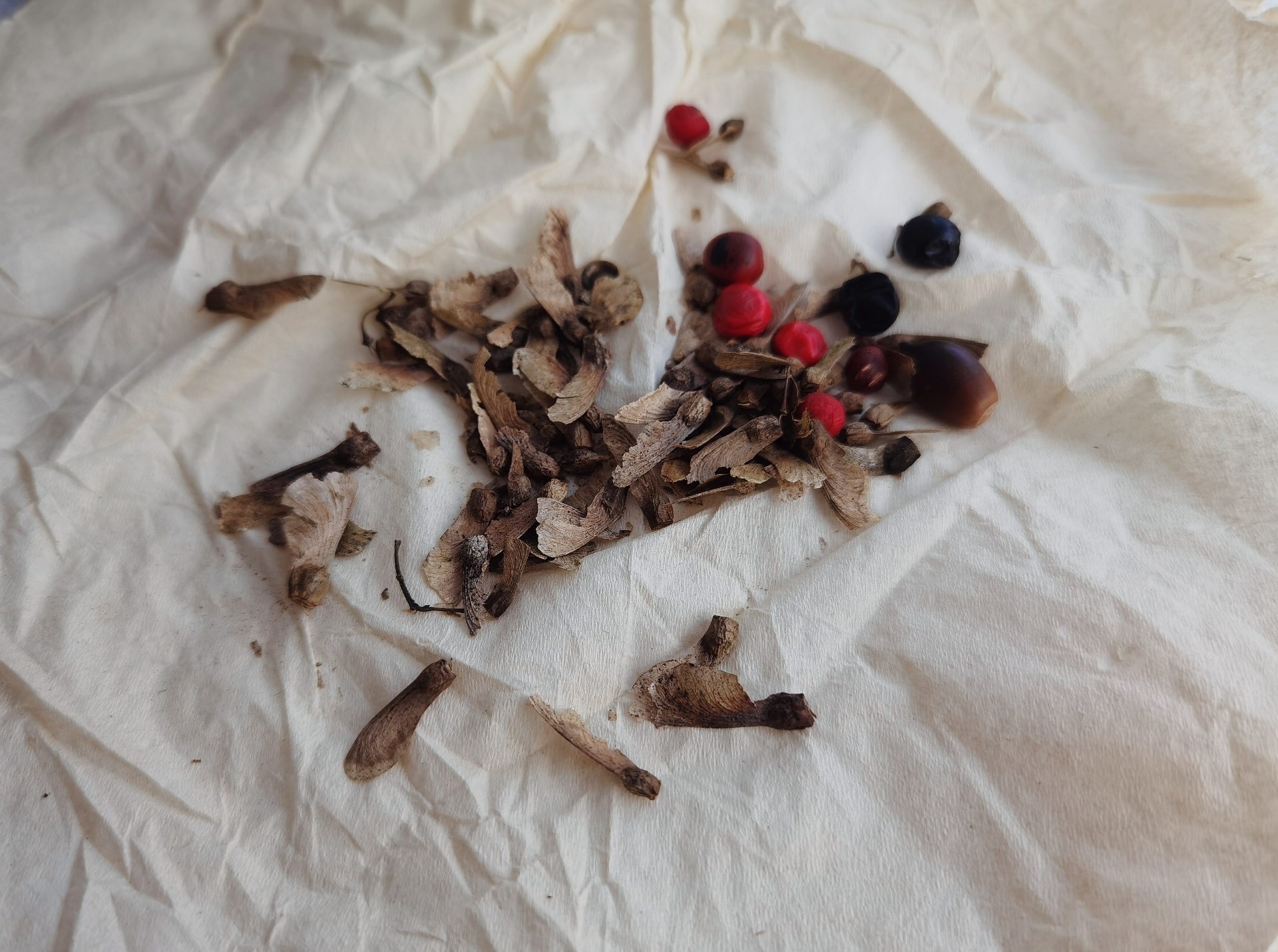 谁懂啊[嘻嘻][嘻嘻]  狐尾天门冬种子 五角枫种子