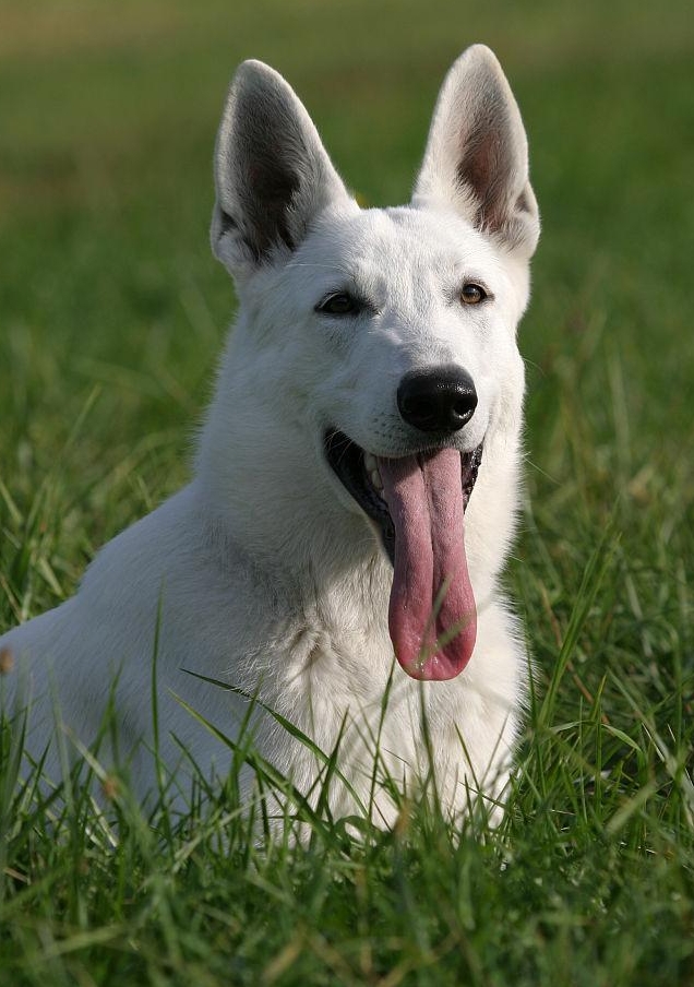 白德牧犬纯种德牧幼犬#我的旅行日记# #狗狗