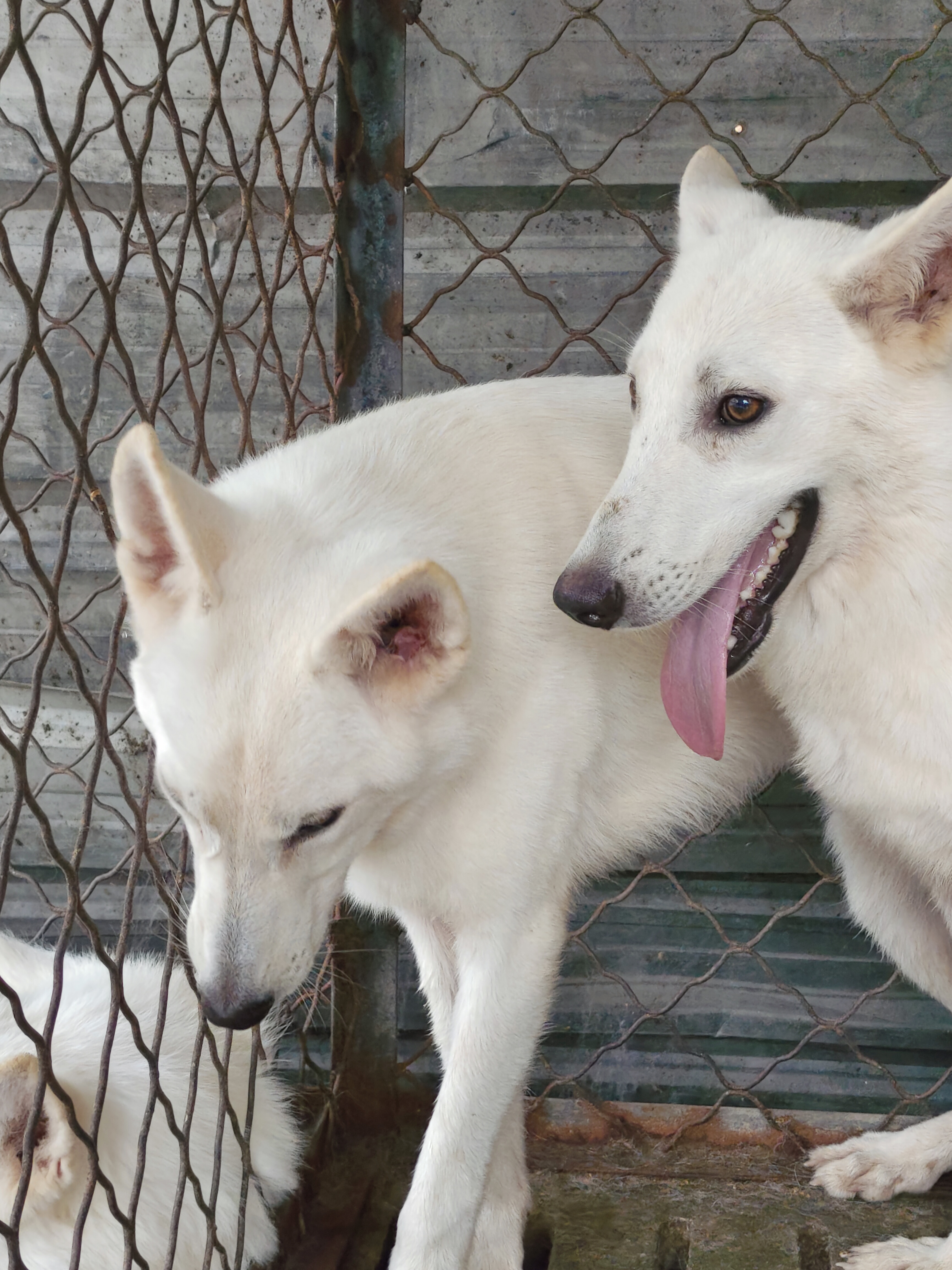 小德牧犬图片 幼犬图片