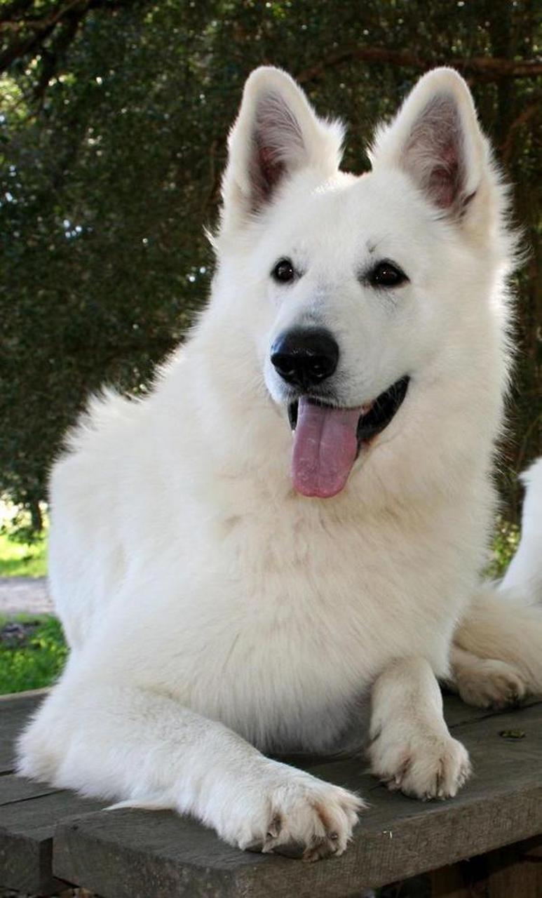 白德牧的性格特征可归纳为忠诚,专一,聪颖,温顺,对主人和家庭极度依恋