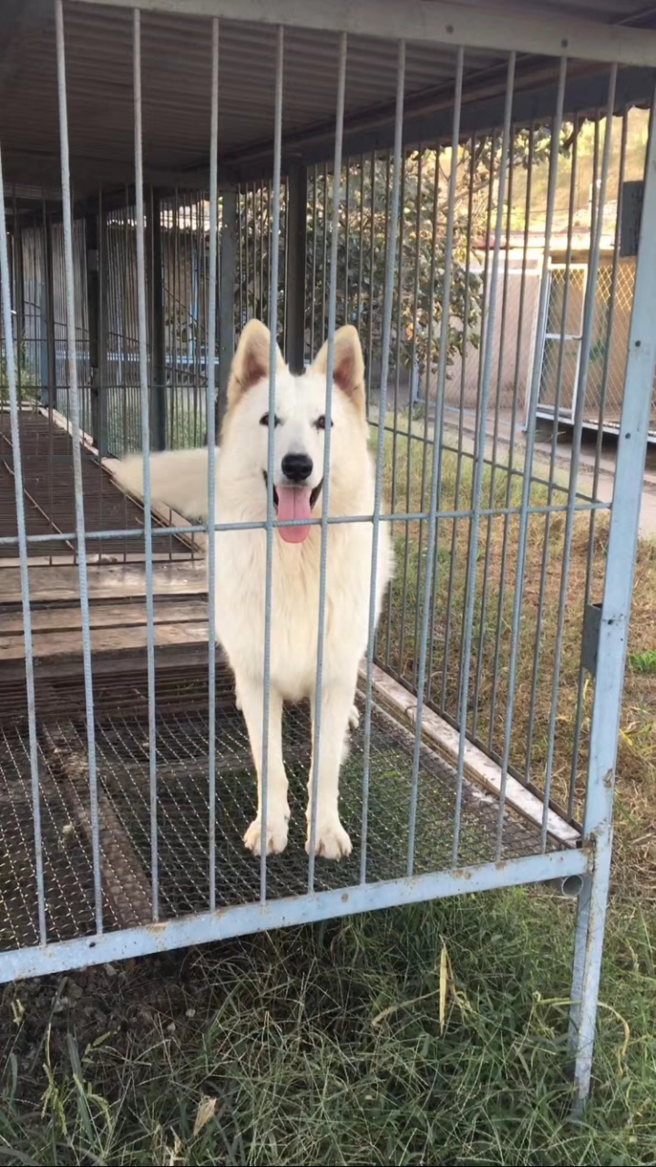 白德牧的性格特征可归纳为忠诚,专一,聪颖,温顺,对主人和家庭极度依恋