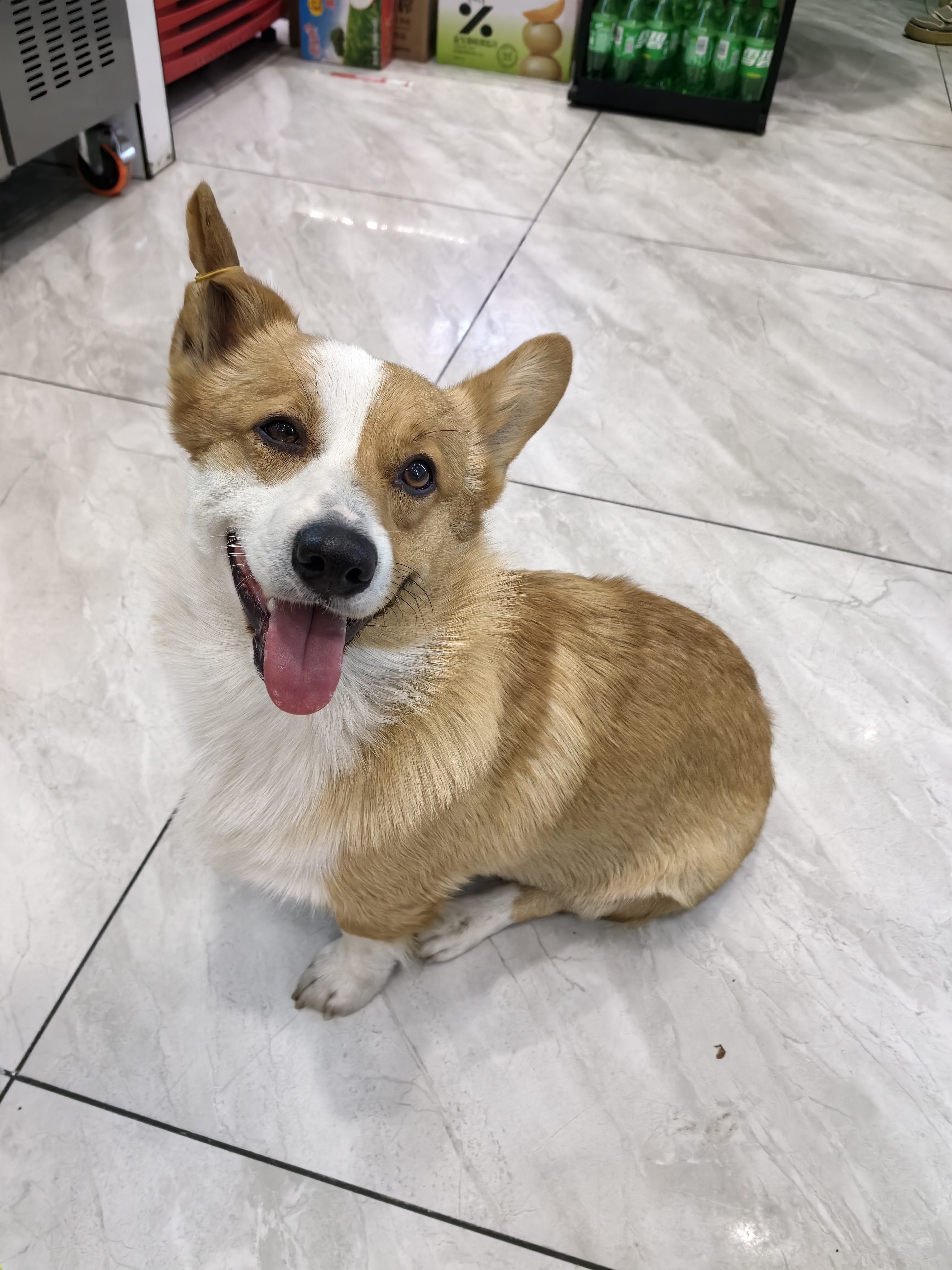 竖立的耳朵和深邃的蓝色眼睛,透露出狗狗的灵动与聪明