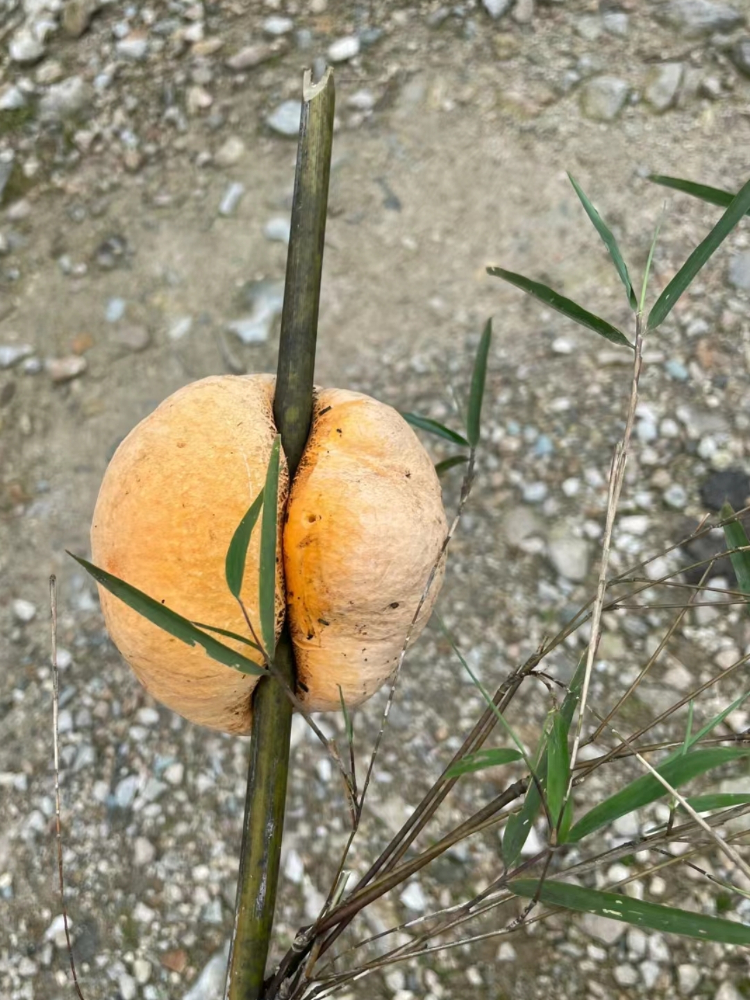 野果黄山竹图片