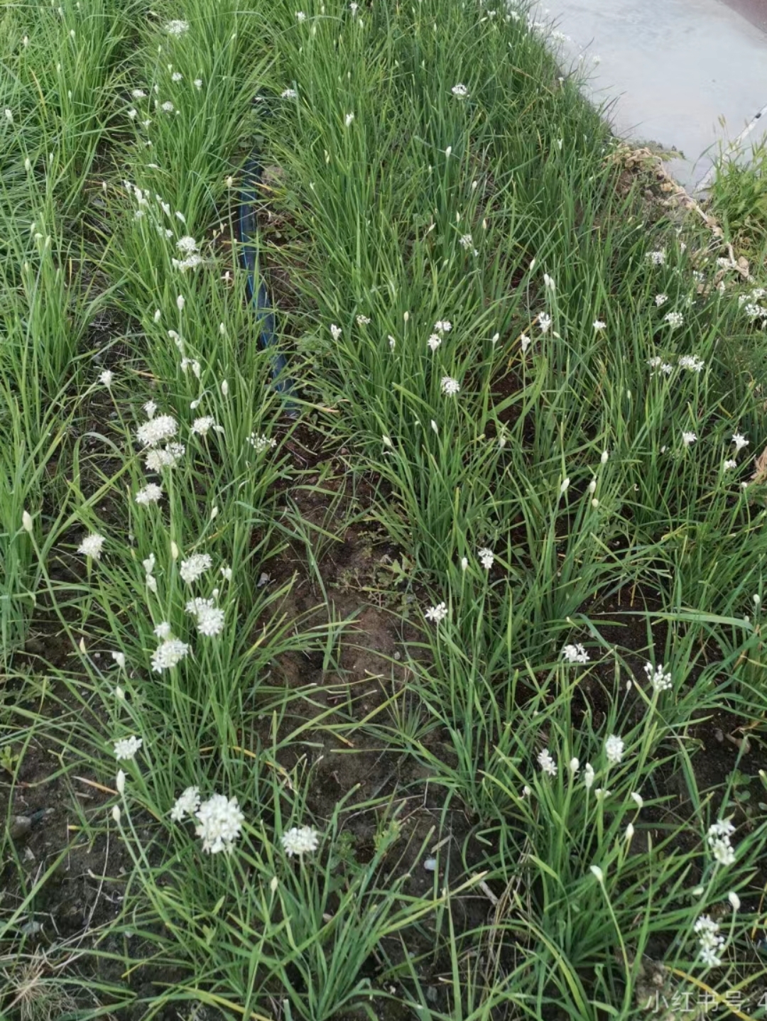 韭菜开花了,听说韭菜花可以用来做韭菜花酱,就想着摘一些回来试试