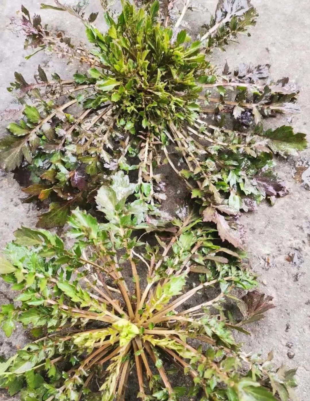公园的花坛边上长着很多这样的菜真想挖点回家包