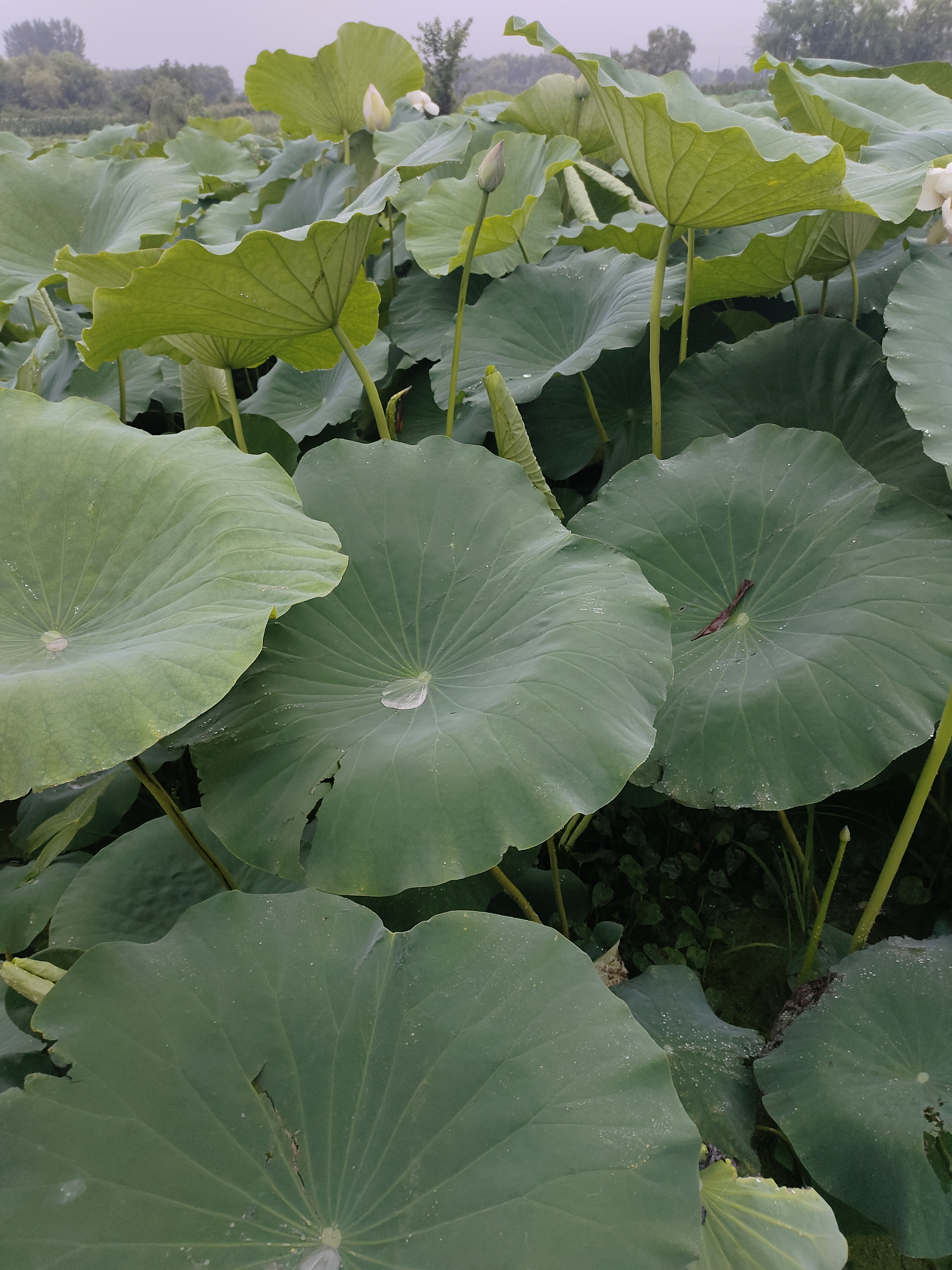 雨后荷花池图片图片