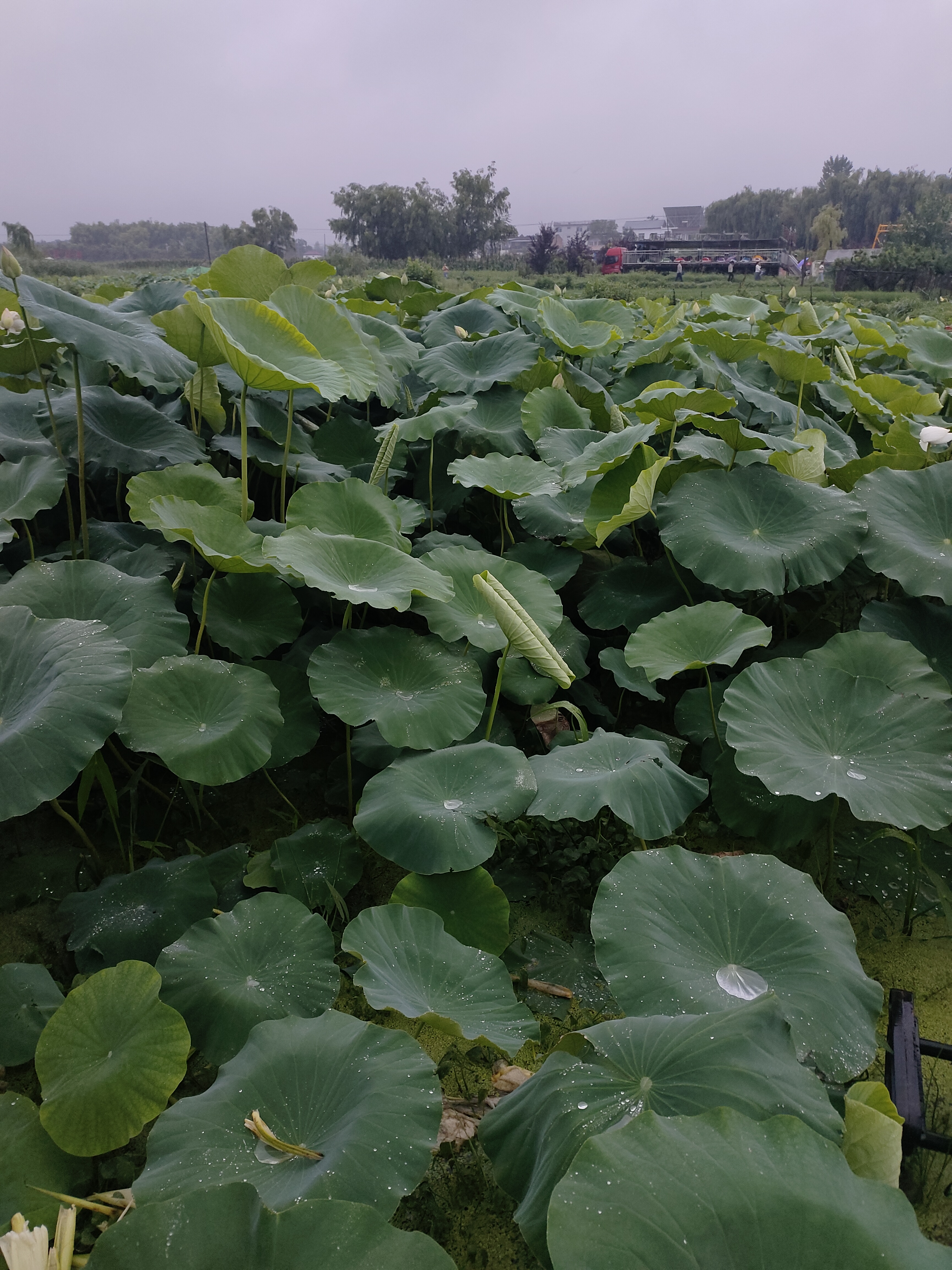 雨后荷花池图片图片