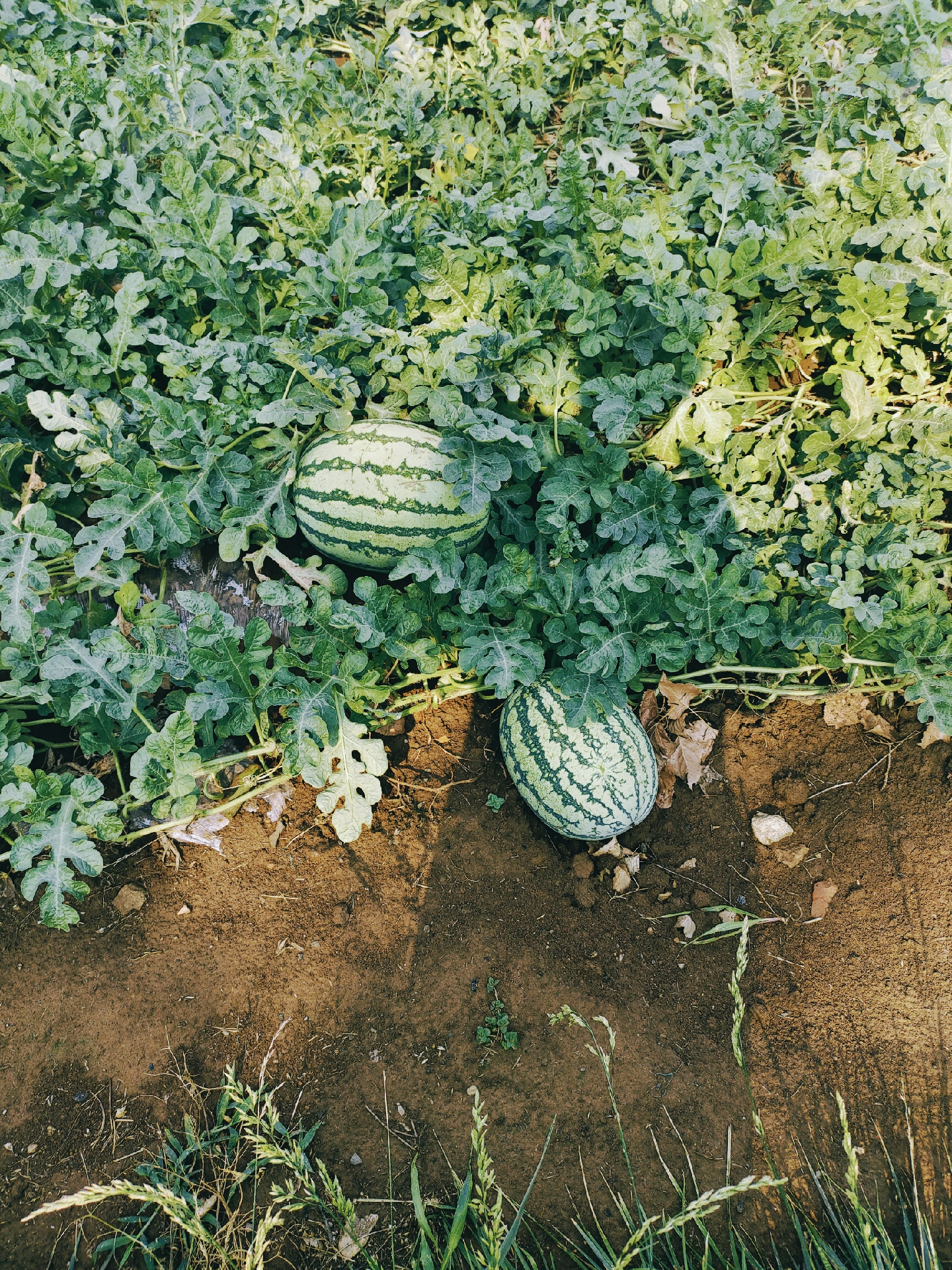 夏天到了,几十亩的西瓜地终于迎来了丰收,绿绿油的藤蔓下,藏着一个个