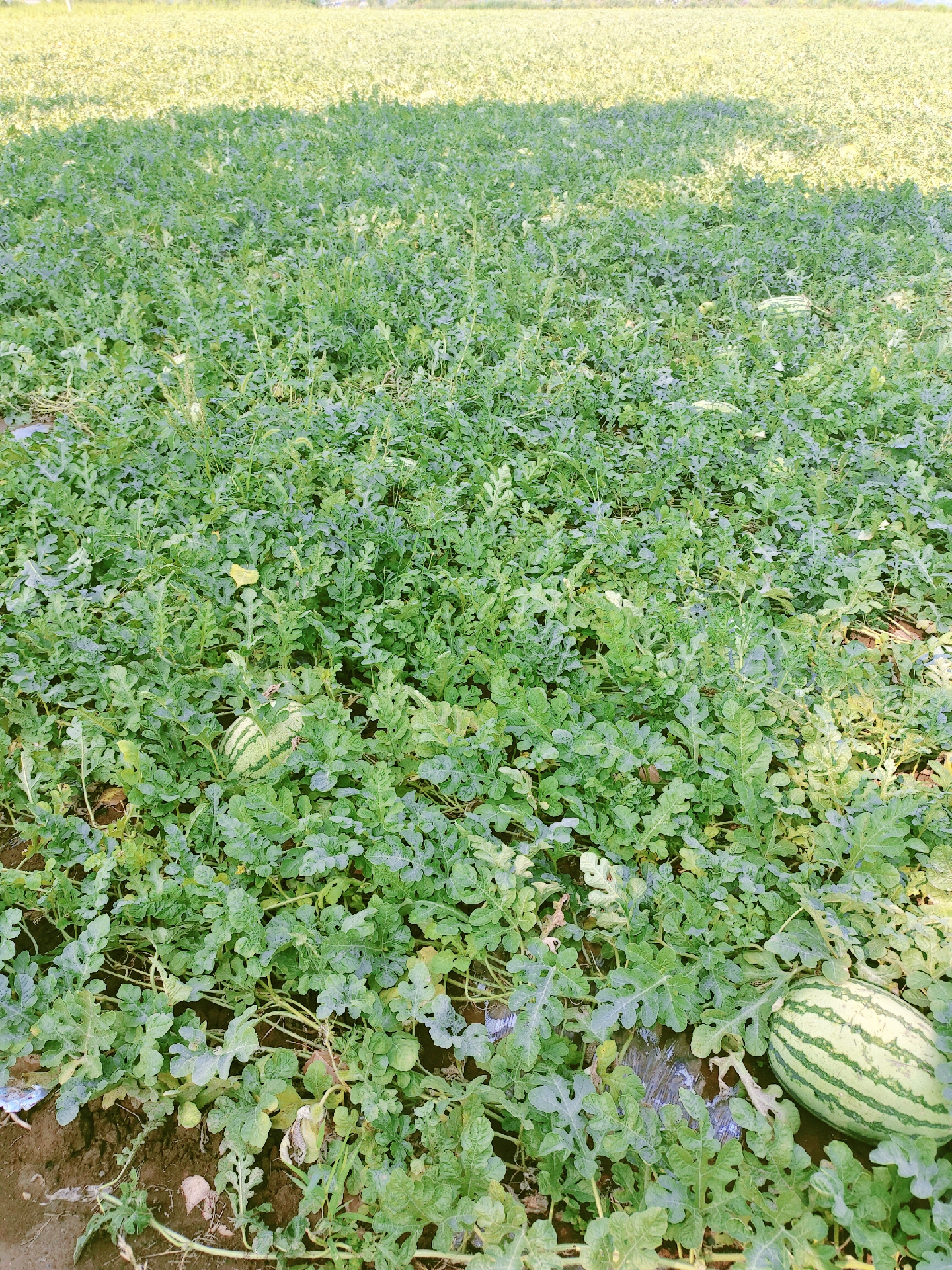 夏天到了,几十亩的西瓜地终于迎来了丰收,绿绿油的藤蔓下,藏着一个个