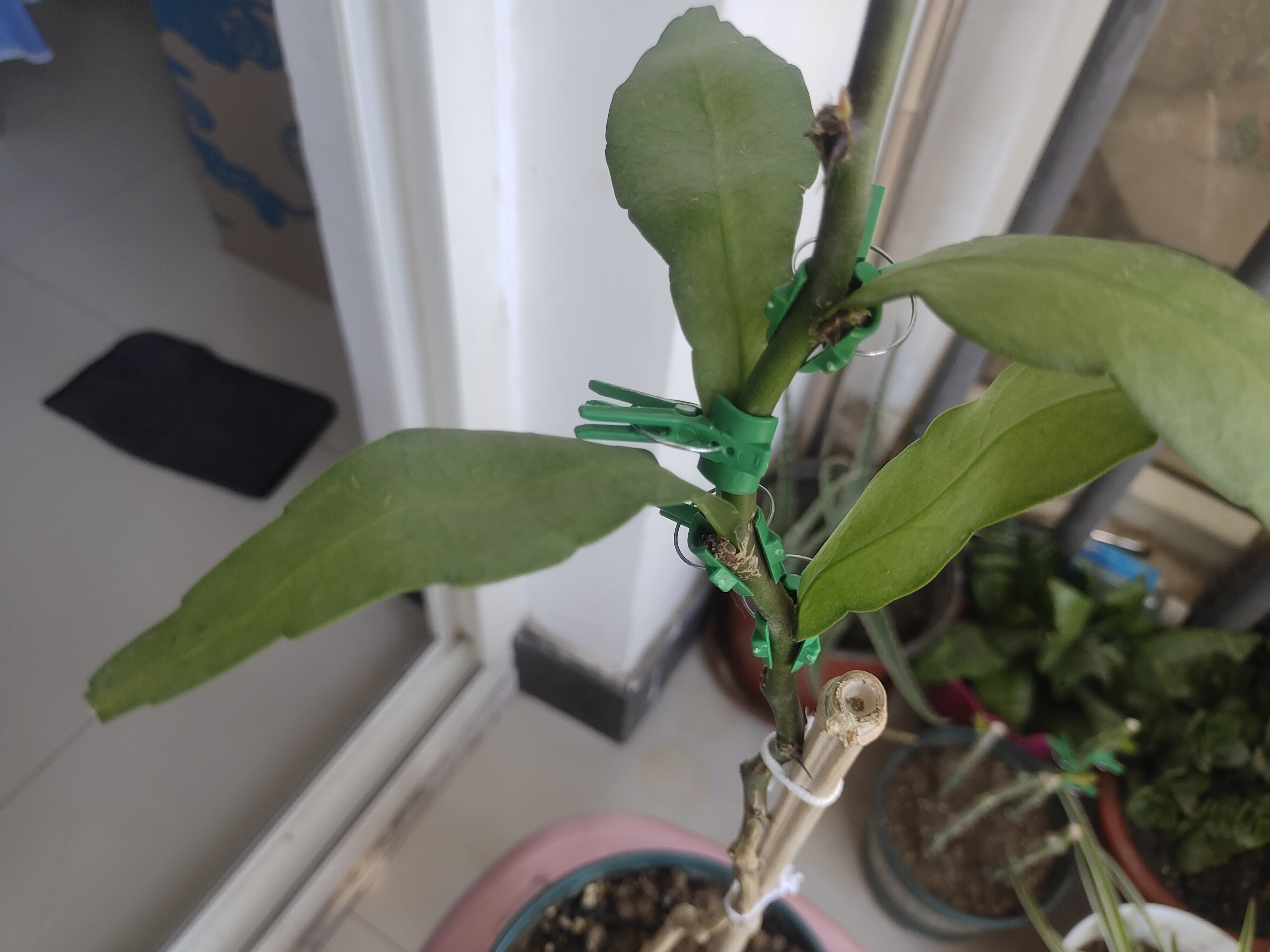 叶仙嫁接小叶昙花