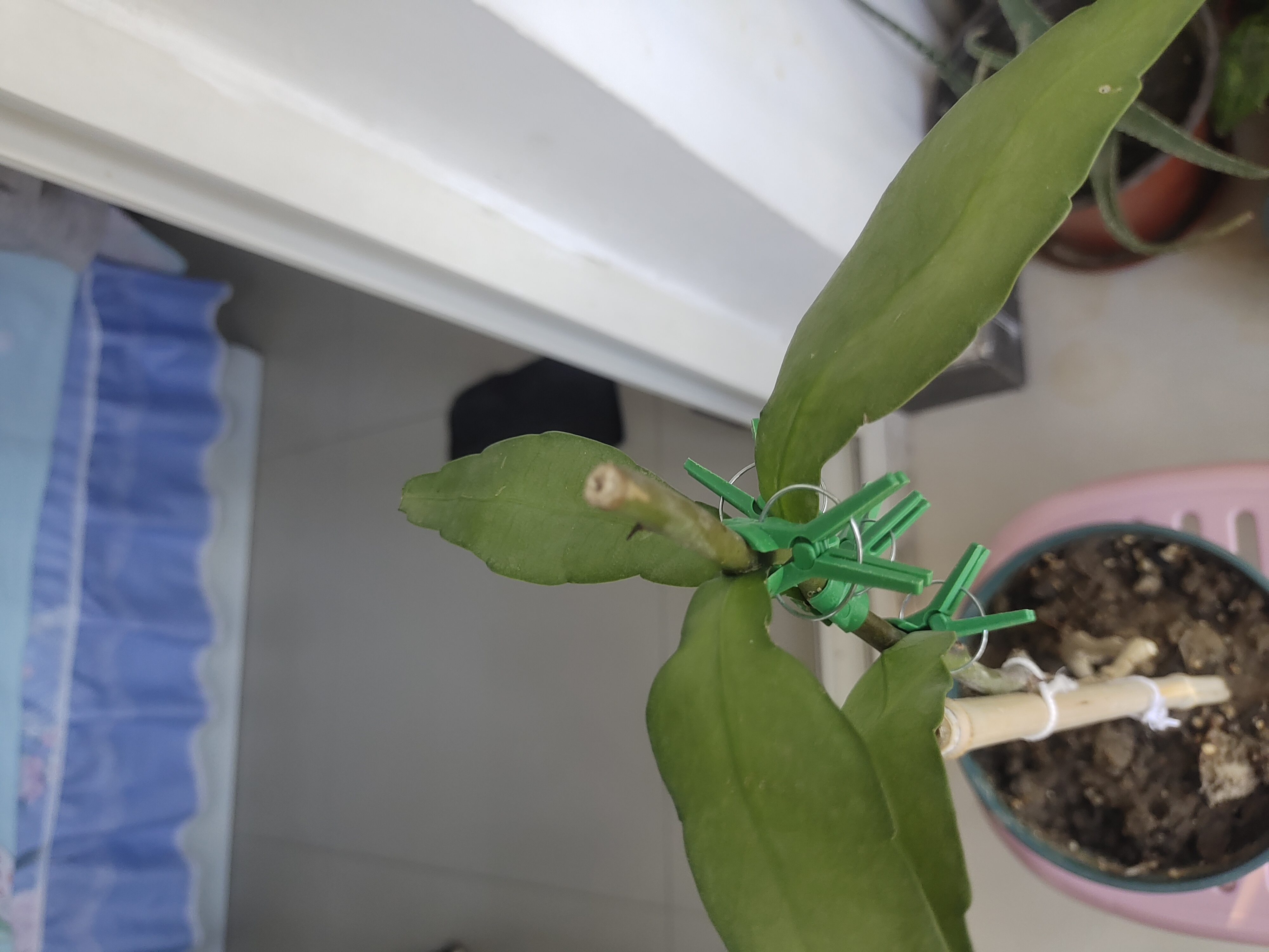 叶仙嫁接小叶昙花