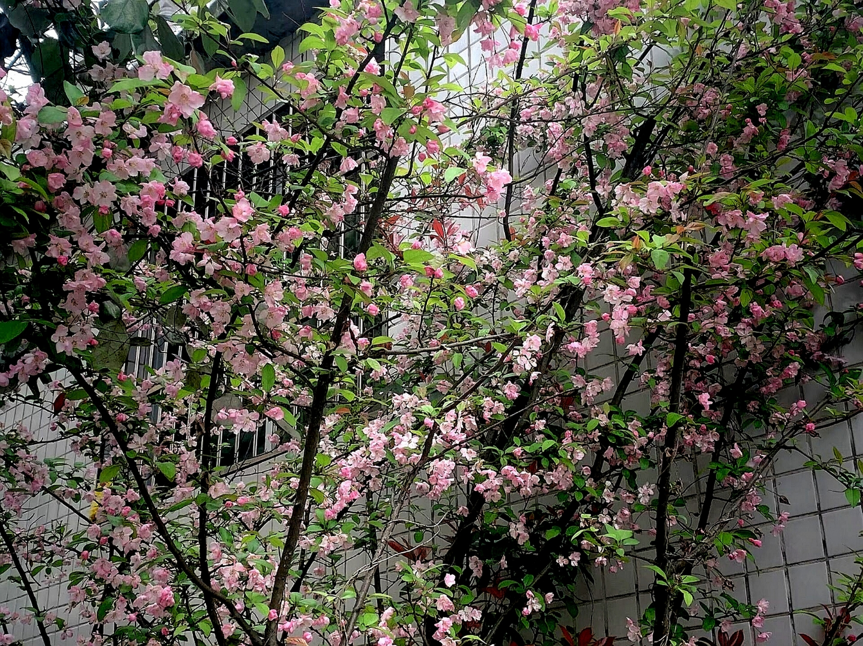 凌晨四點鐘醒來,發現海棠花未眠 人總有這樣的時候,希望有個人在身邊