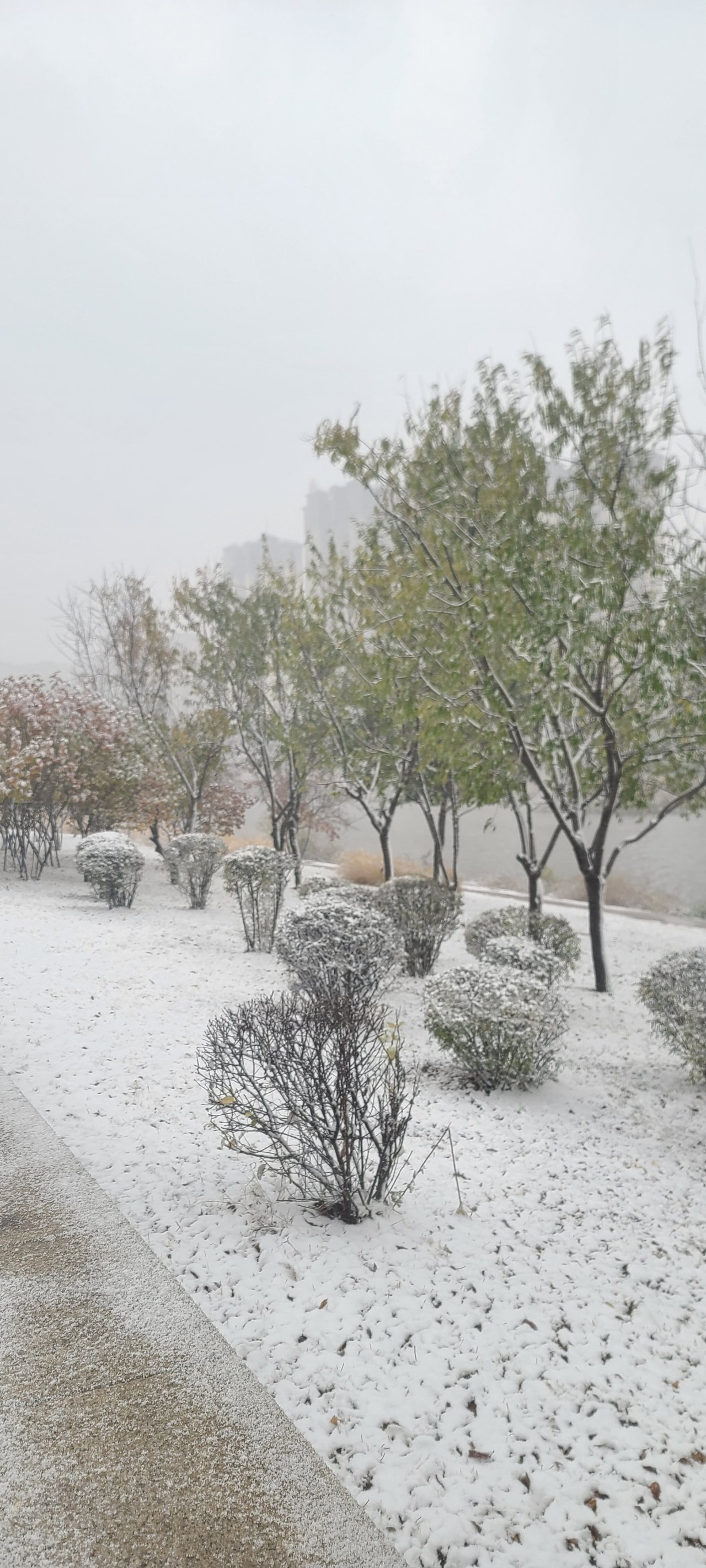 鞍山下雪图片图片