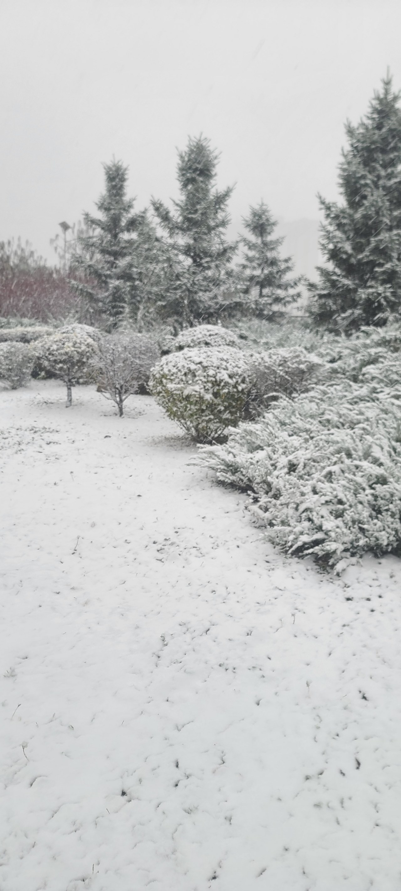 鞍山下雪图片图片