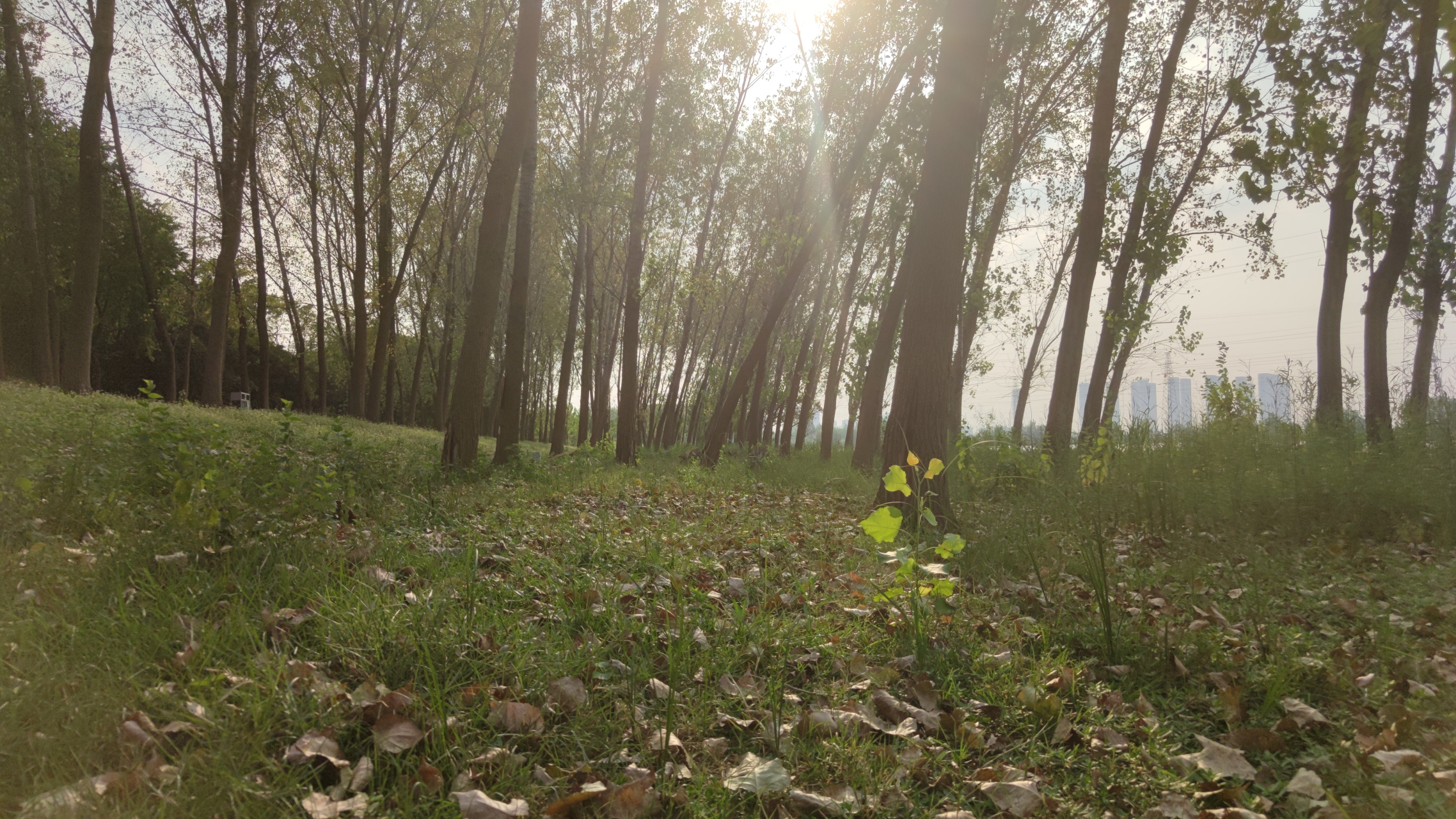 偶遇张公堤森林公园最北端.更野性!更撒野!