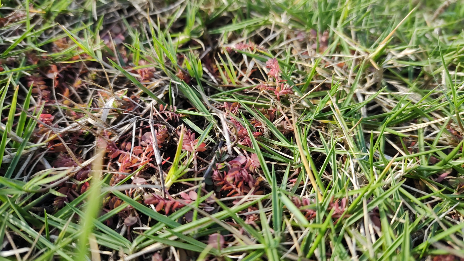 猜花草名# 这种长在草地上的植物是什么?有认识的吗?