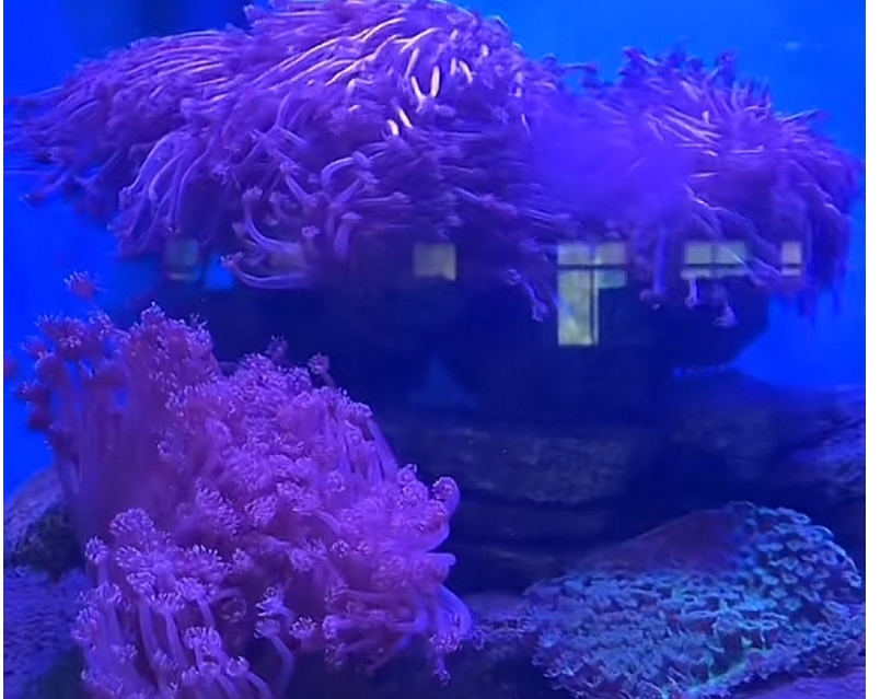 目的地心动指南#有机会来广东湛江南极村看"会呼吸的珊瑚屋".