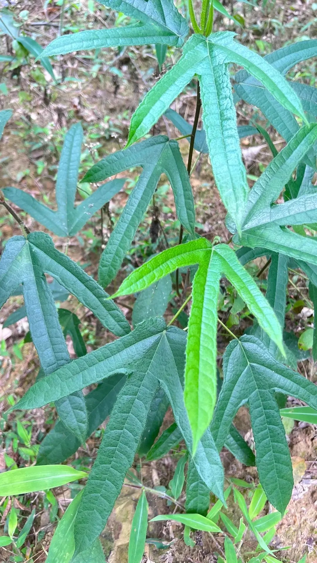 假五指毛桃图片大全图片