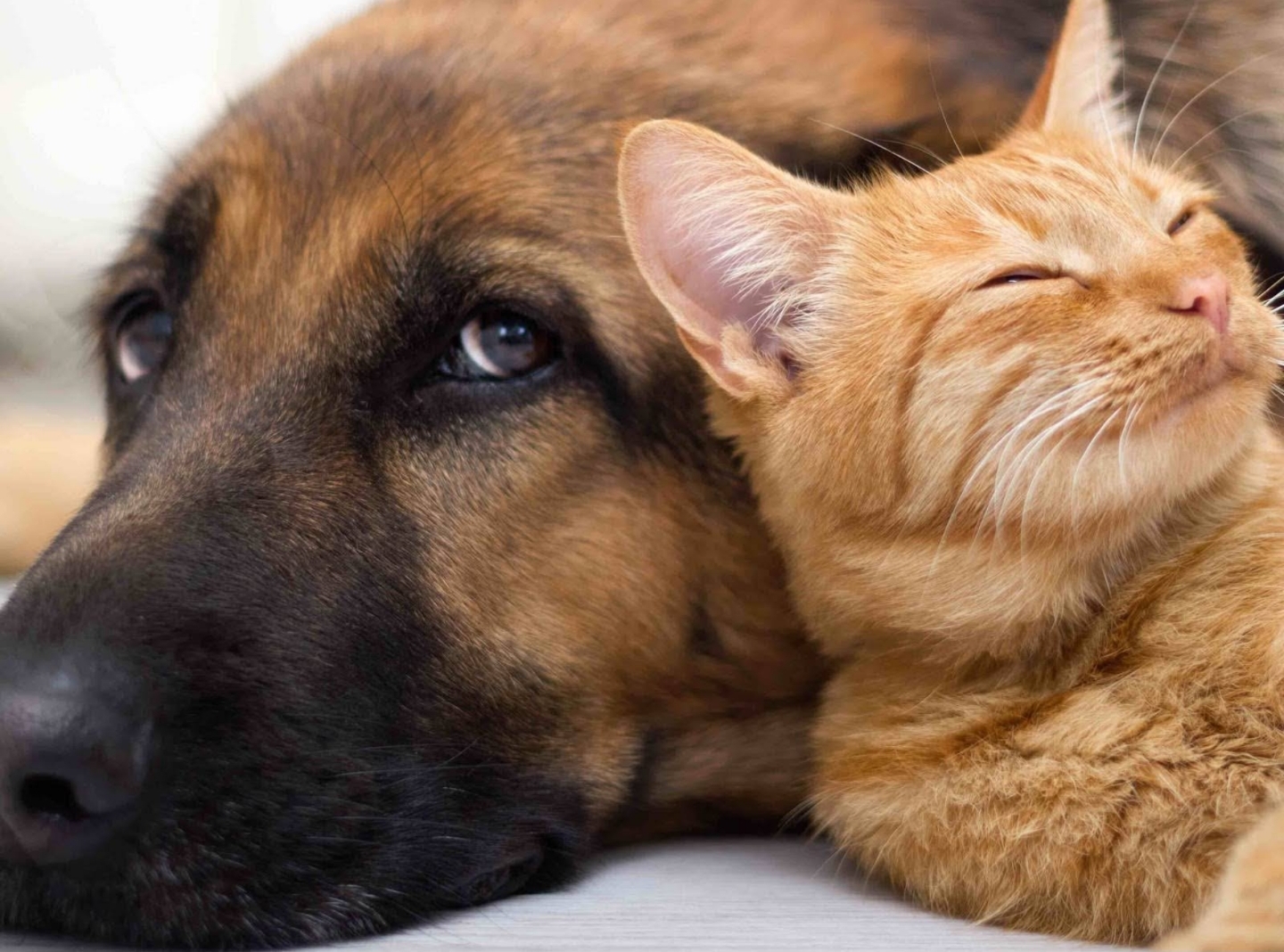 9893 大狗与小猫的奇遇之旅78  96阳光洒在毛茸茸的动物身上