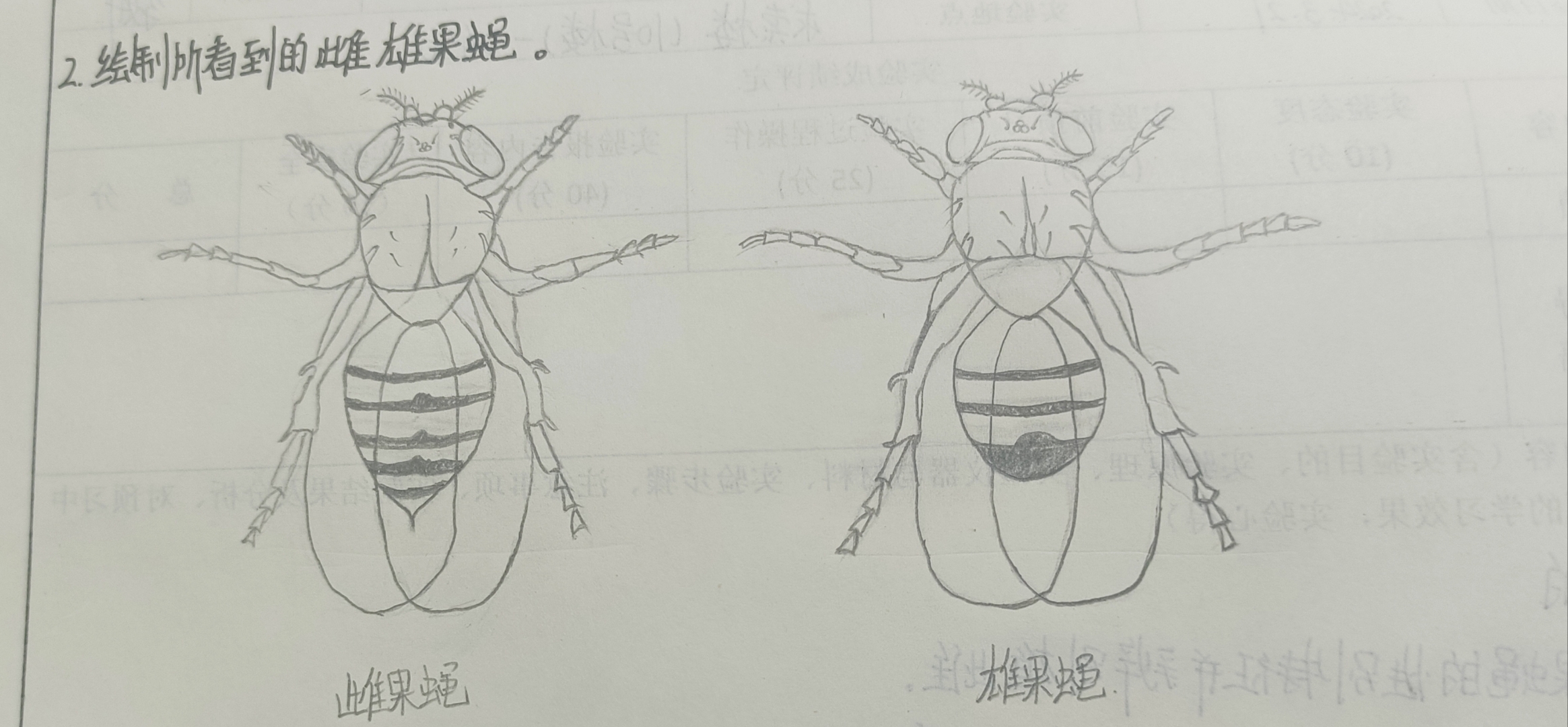 果蝇 手绘图图片