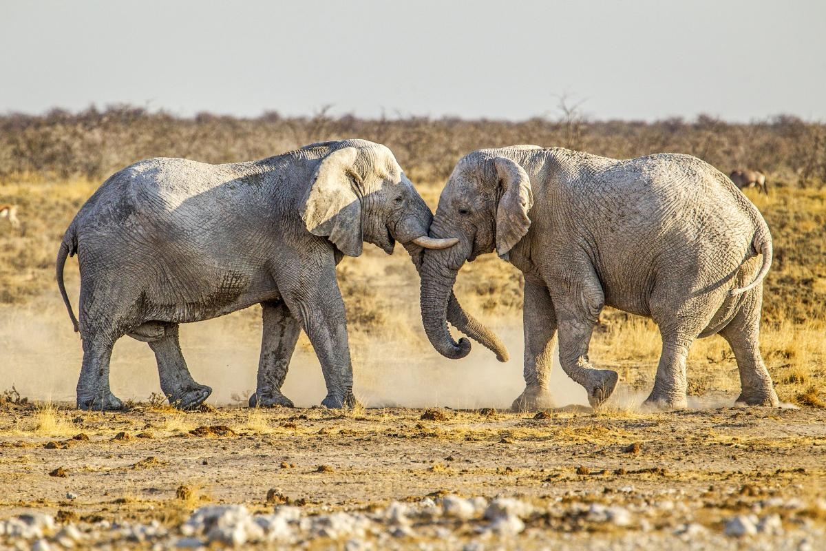 大象玩水也玩沙#动物解说# #精彩的动物世界