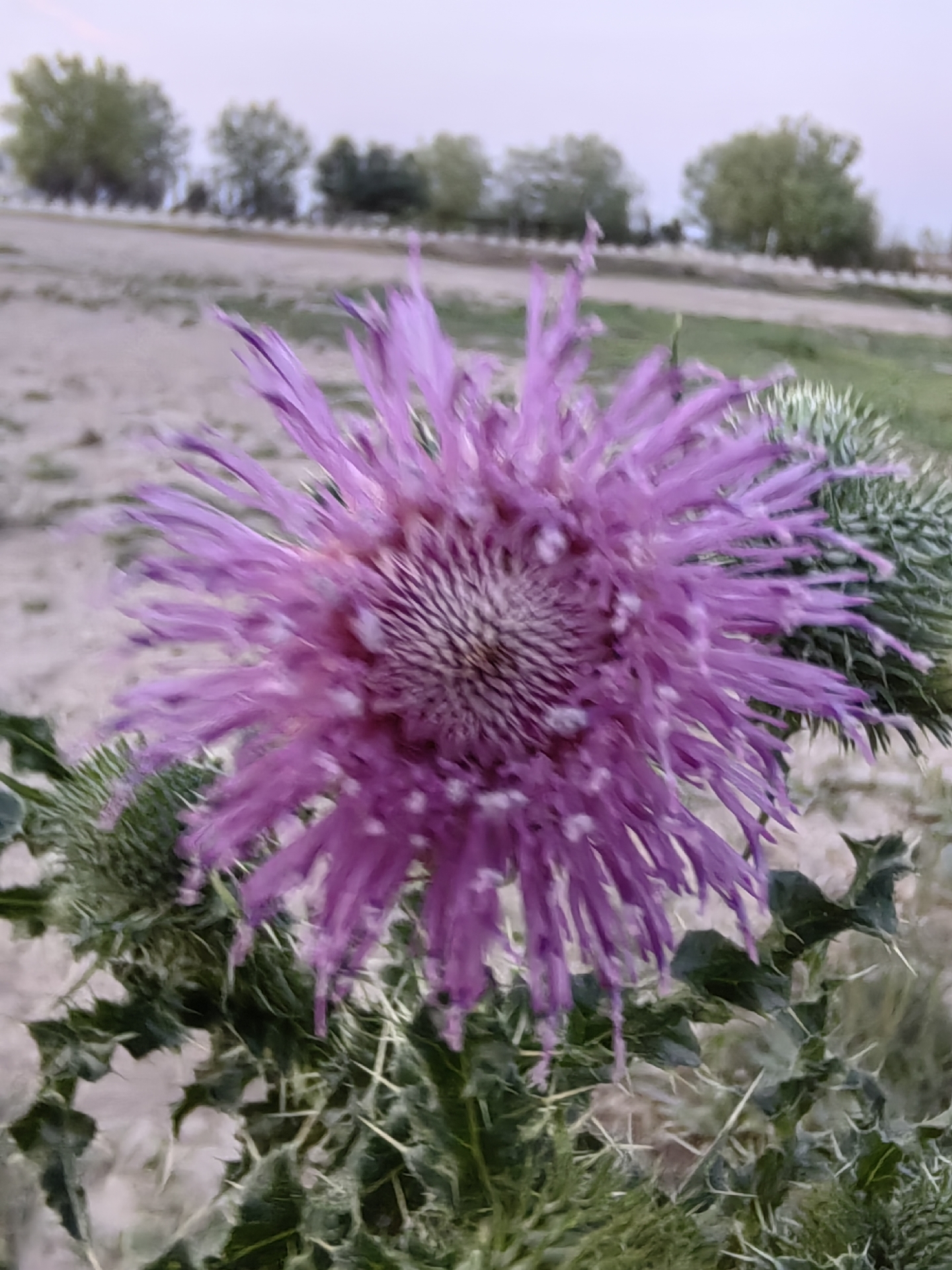 已经很久没看到这种熟悉的,却忘记它叫什么名字的植物