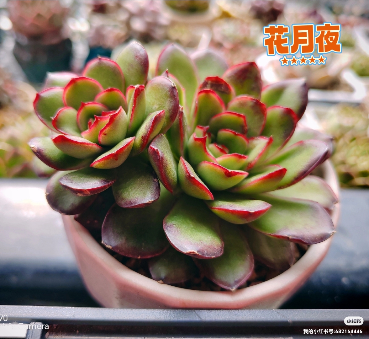 花月夜,侧影,灵隐,月光女神