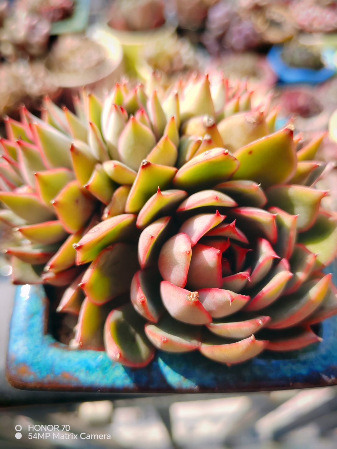 阿姆斯壮,弗兰克这是超漂亮的,夏天都不褪色的多肉;图三灵隐,和花月夜
