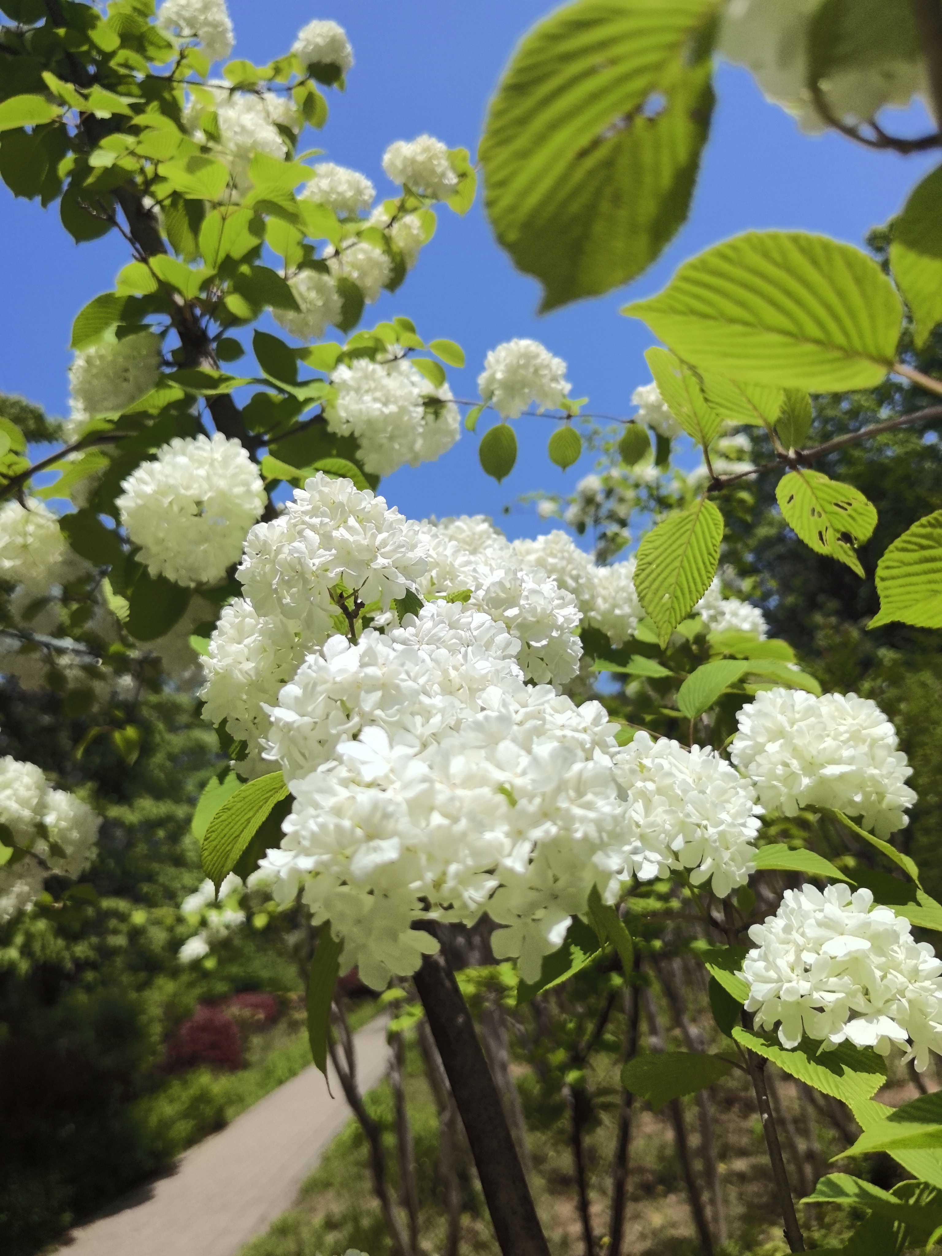 满树白花