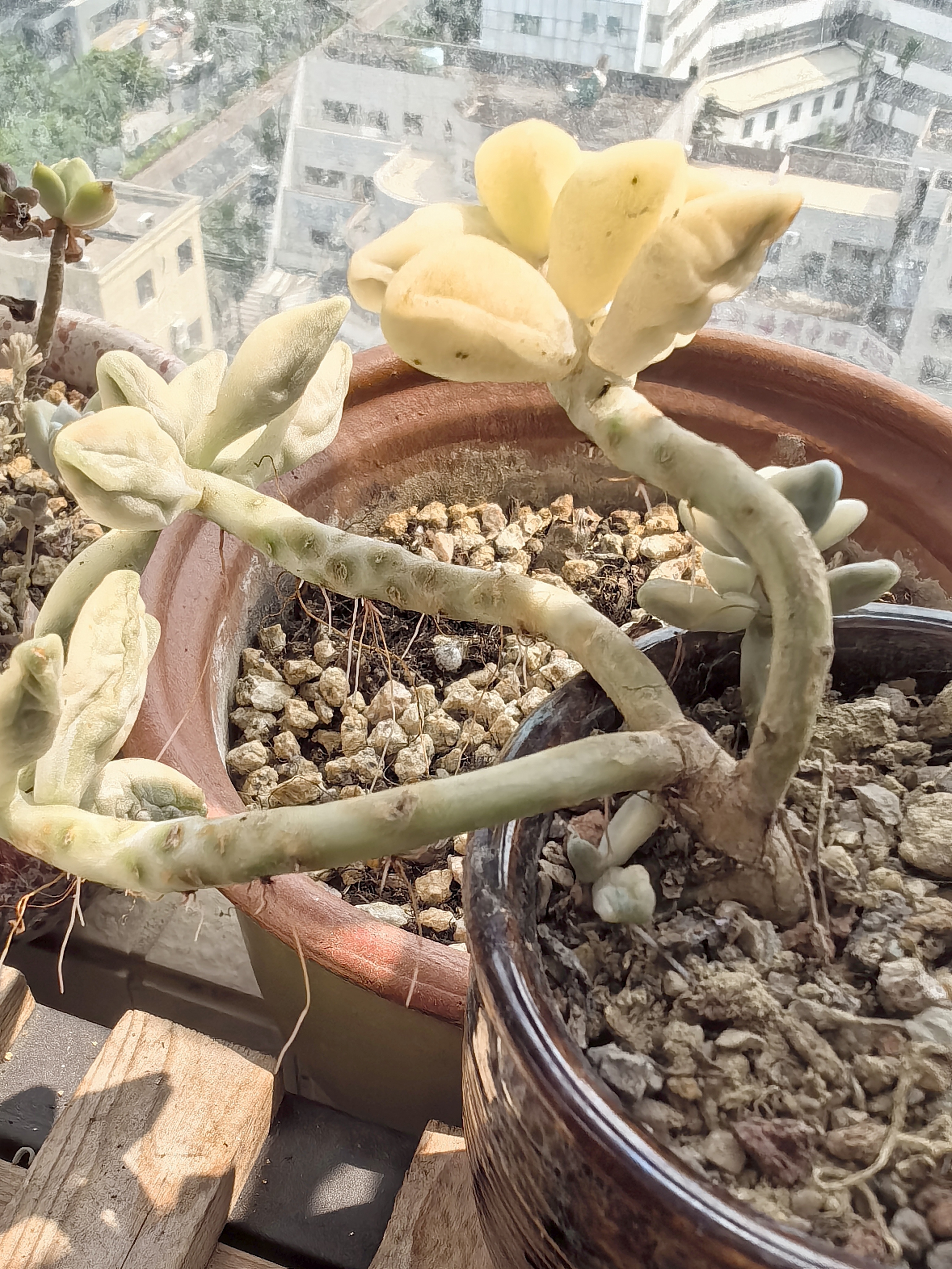 朋友赠予我一盆美杏锦多肉,当我欣喜地将其迎回家时,却发现底部的叶片