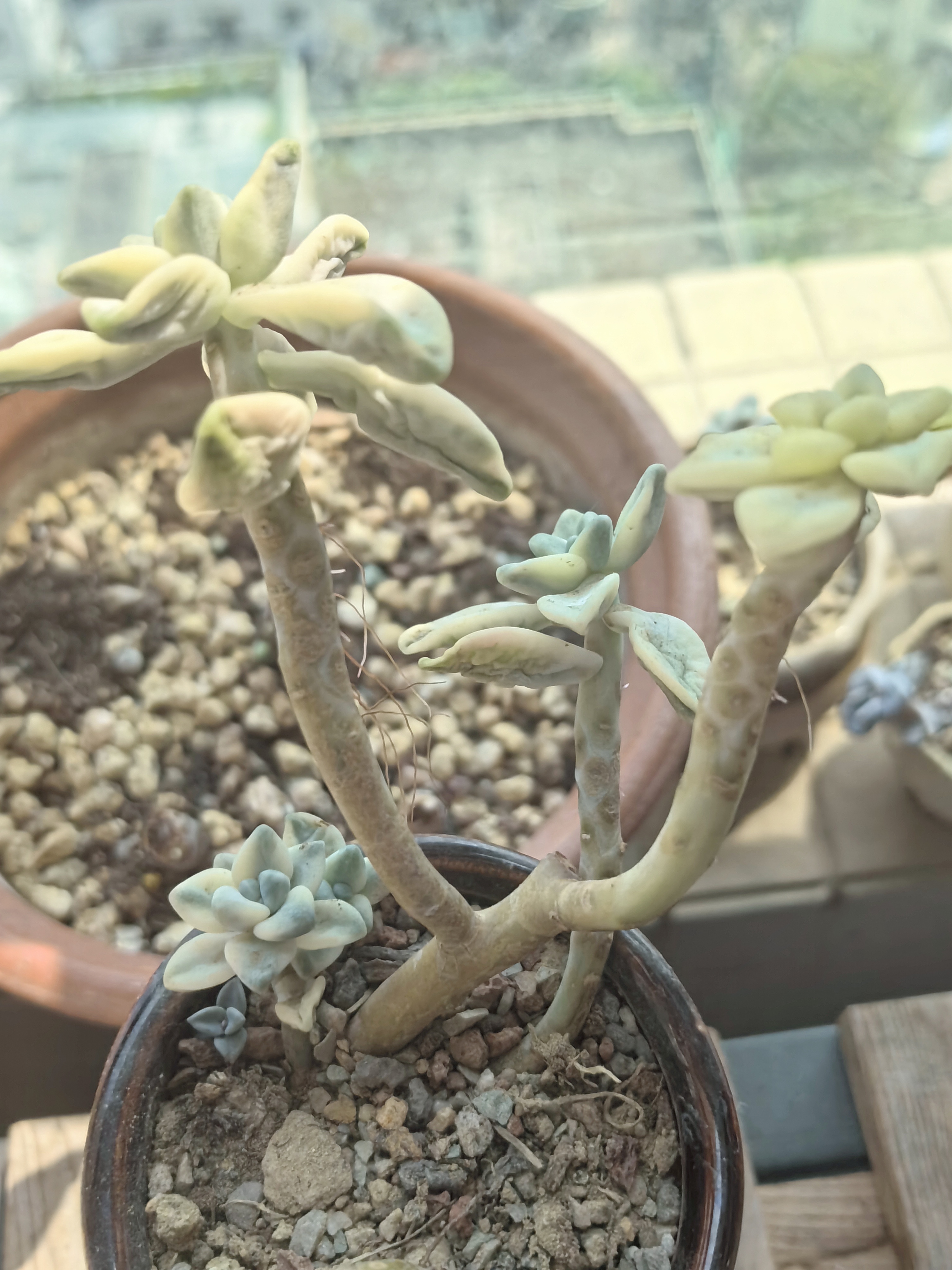 朋友赠予我一盆美杏锦多肉,当我欣喜地将其迎回家时,却发现底部的叶片
